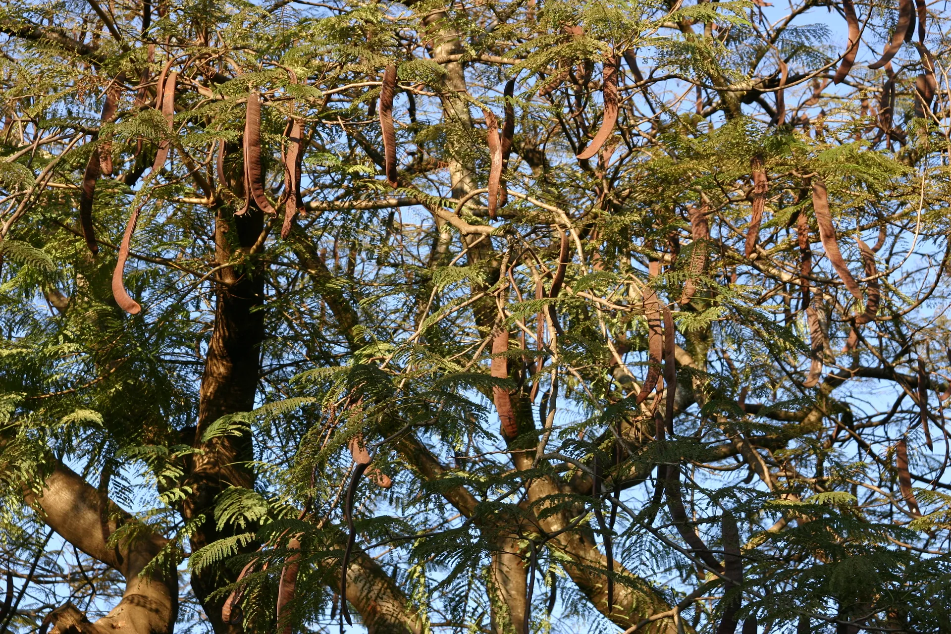 Acacia met overvloedige hoeveelheid peulen [Lilongwe]