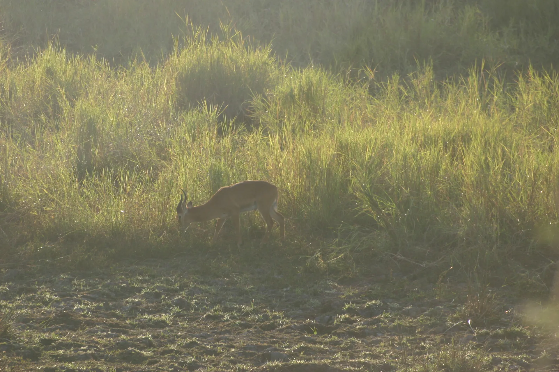 Om 7 uur ´s ochtends is deze impala al aan het grazen [South Luangwa]