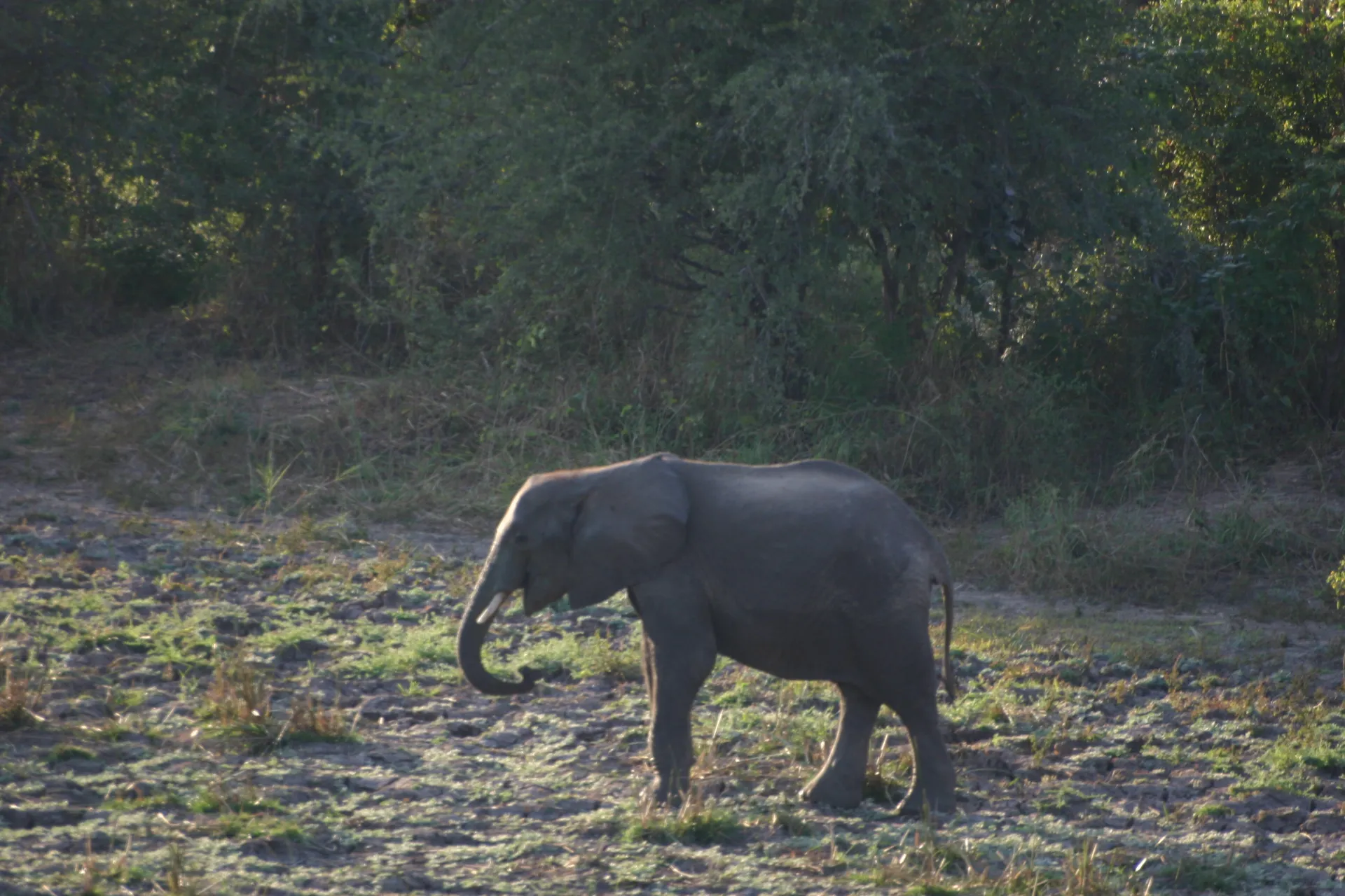 Het ochtenzonnetje schijnt al als deze olifant bijna is teruggekeerd op het terrein van het nationale park [South Luangwa]