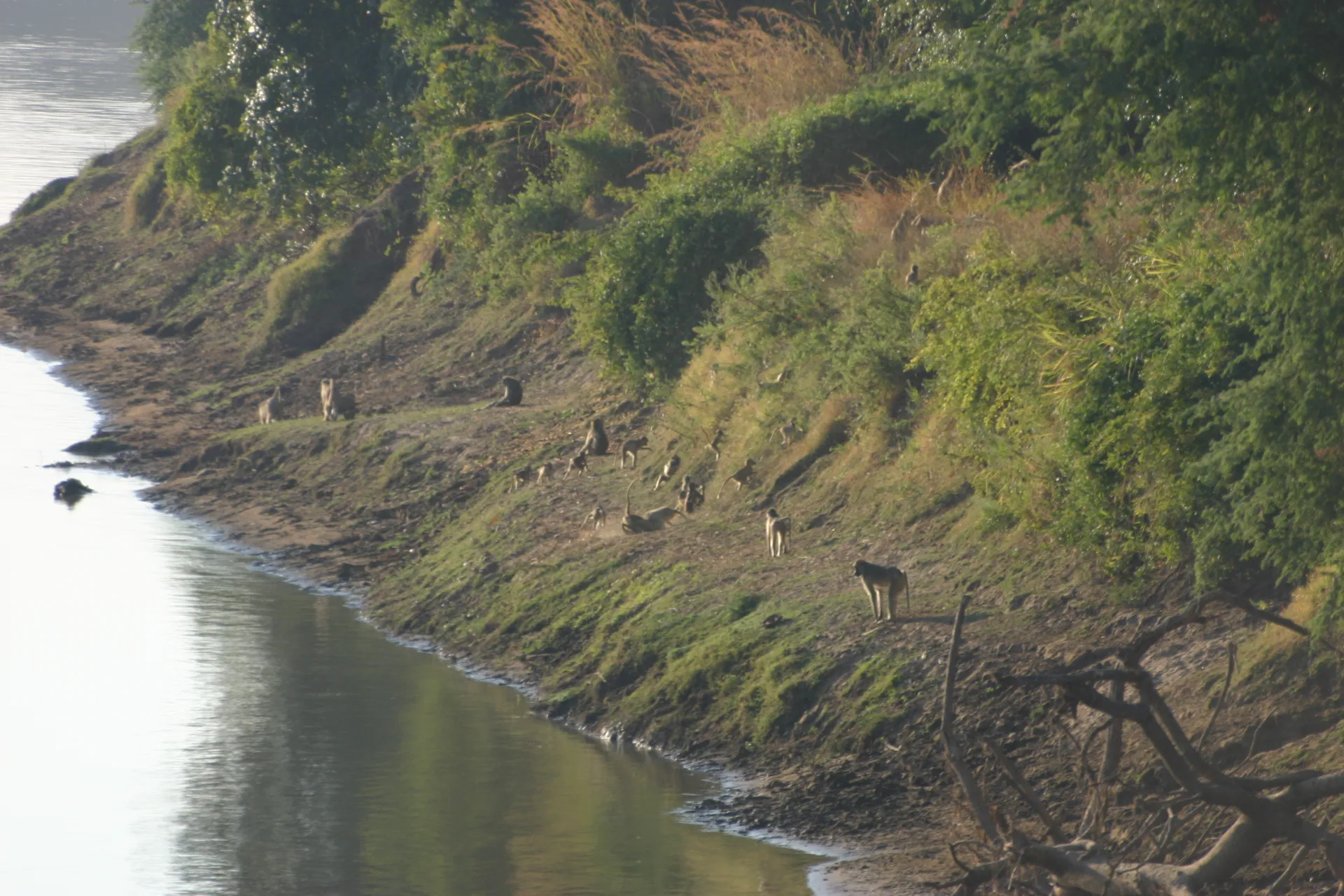 Deze troep bavianen zoekt de warmte van de ochtendzon aan de oever van de Luangwa rivier [South Luangwa]