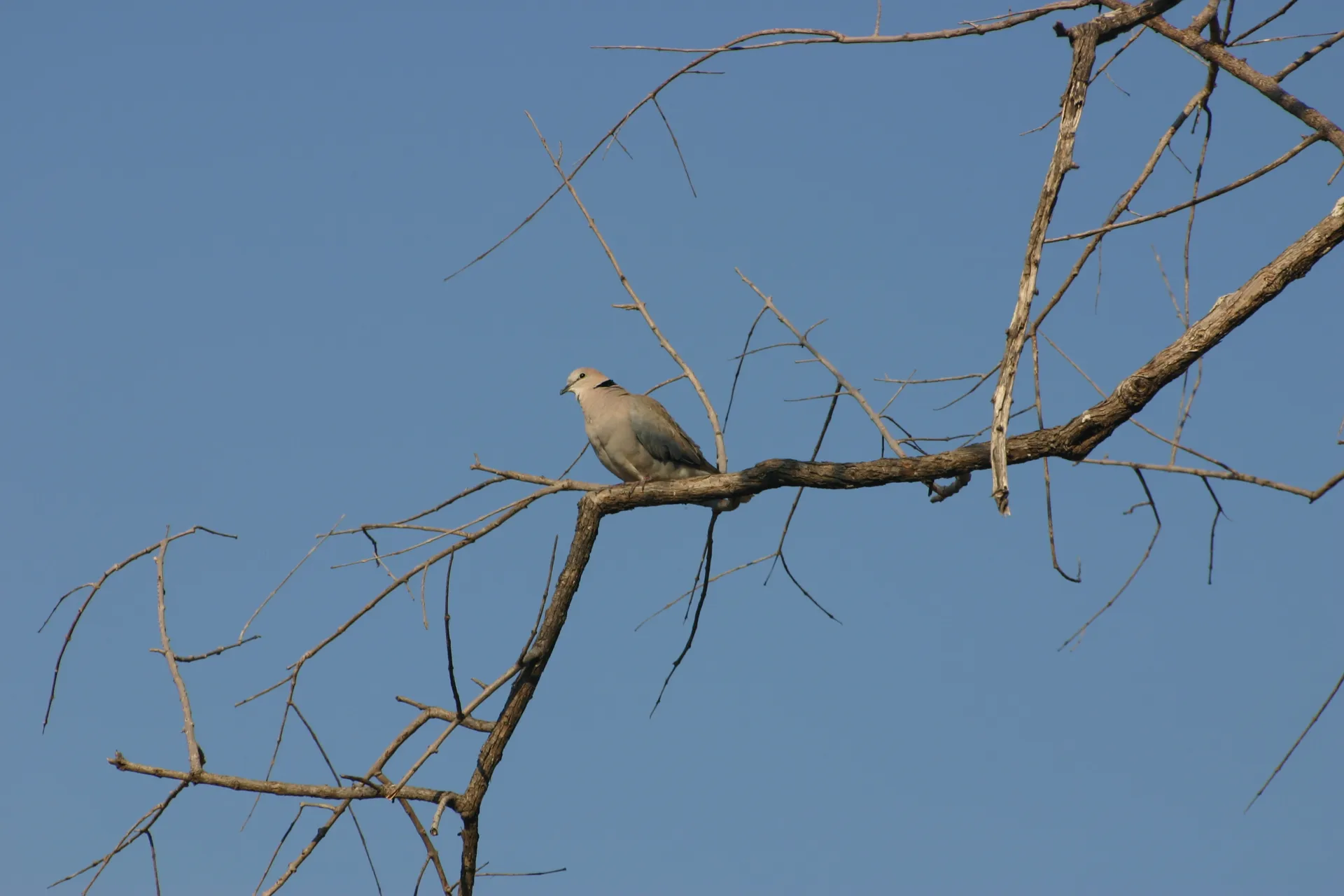 Kaapse Tortelduif (Eng. Cape turtle dove, <i>Streptopelia capicola</i>) [South Luangwa]