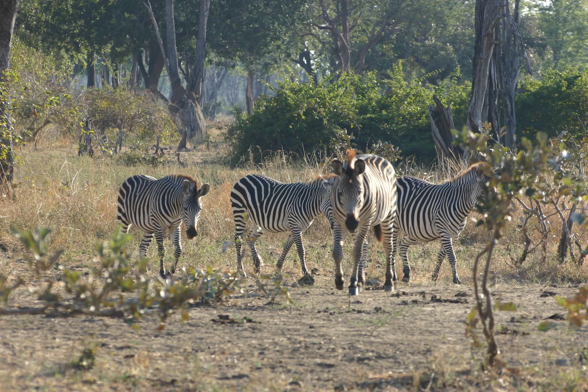 Zebra´s aan de wandel in het bos van South Luangwa