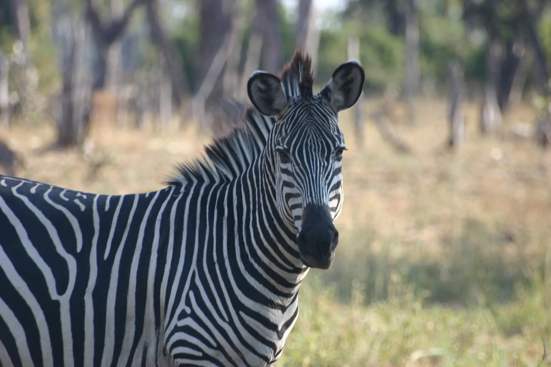 Zebra-hengst op wacht [South Luangwa]