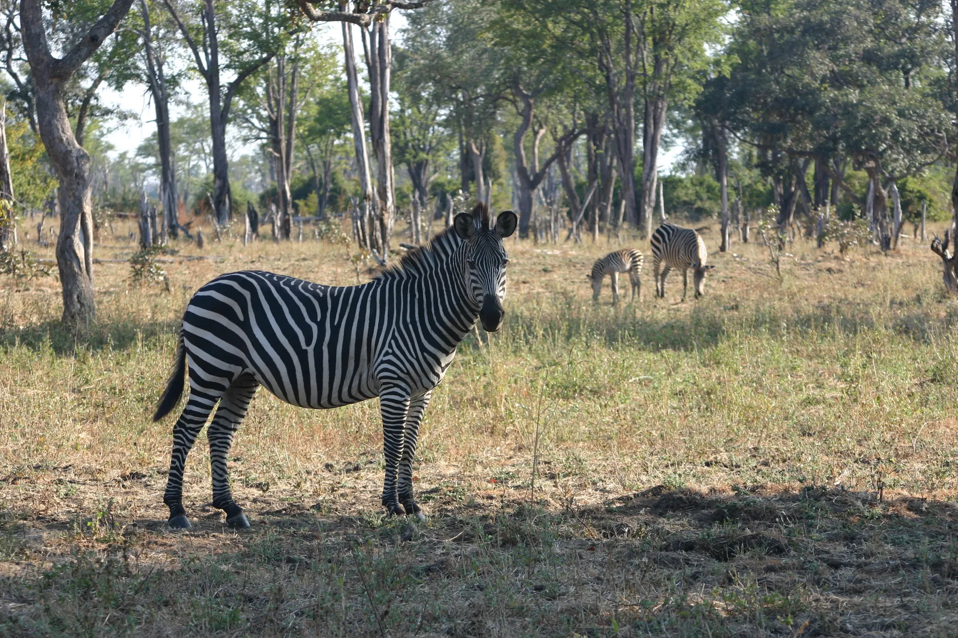 Groepje zebra´s in het bos [South Luangwa]