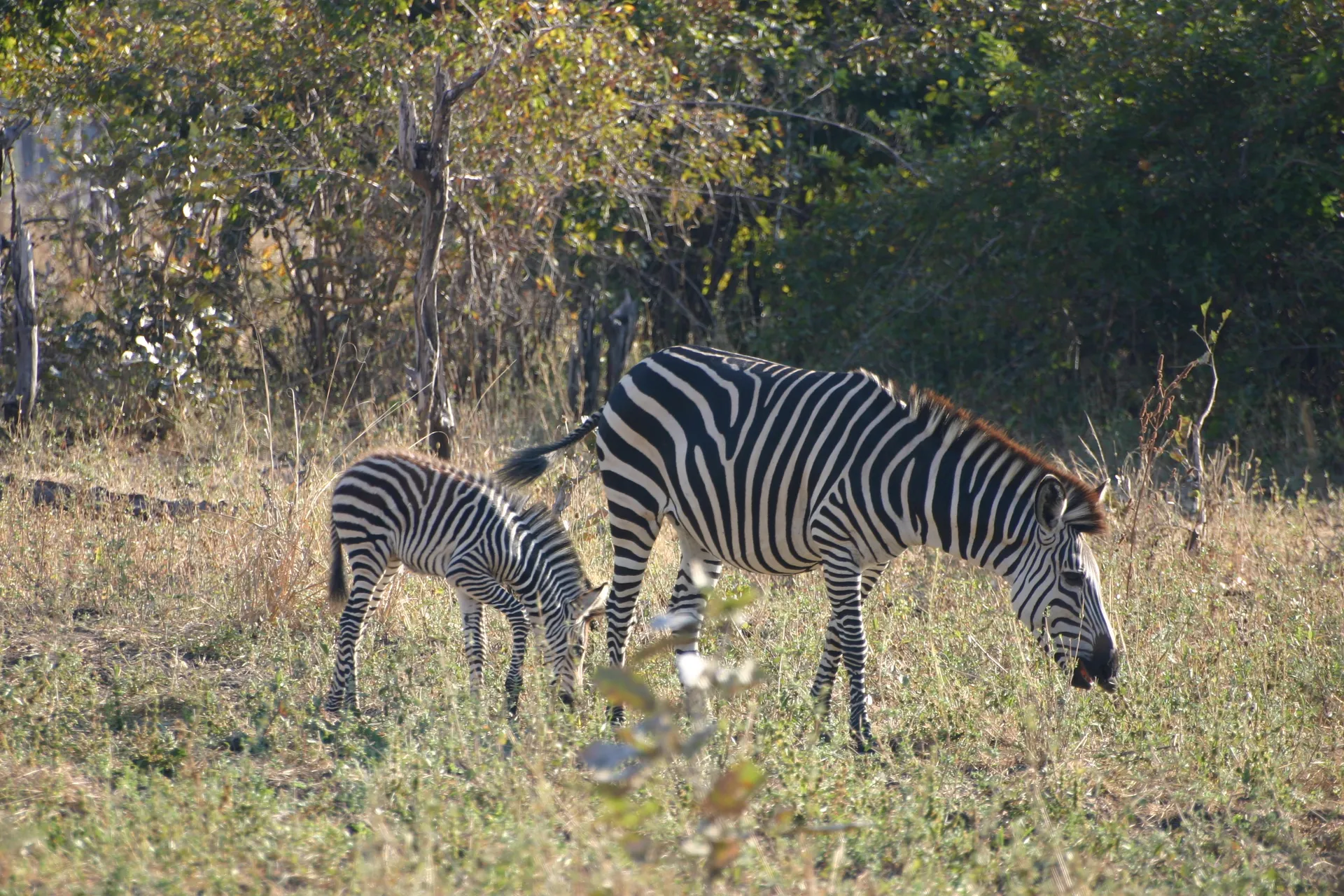 Zebra-merrie met veulen, let op de lange manen [South Luangwa]