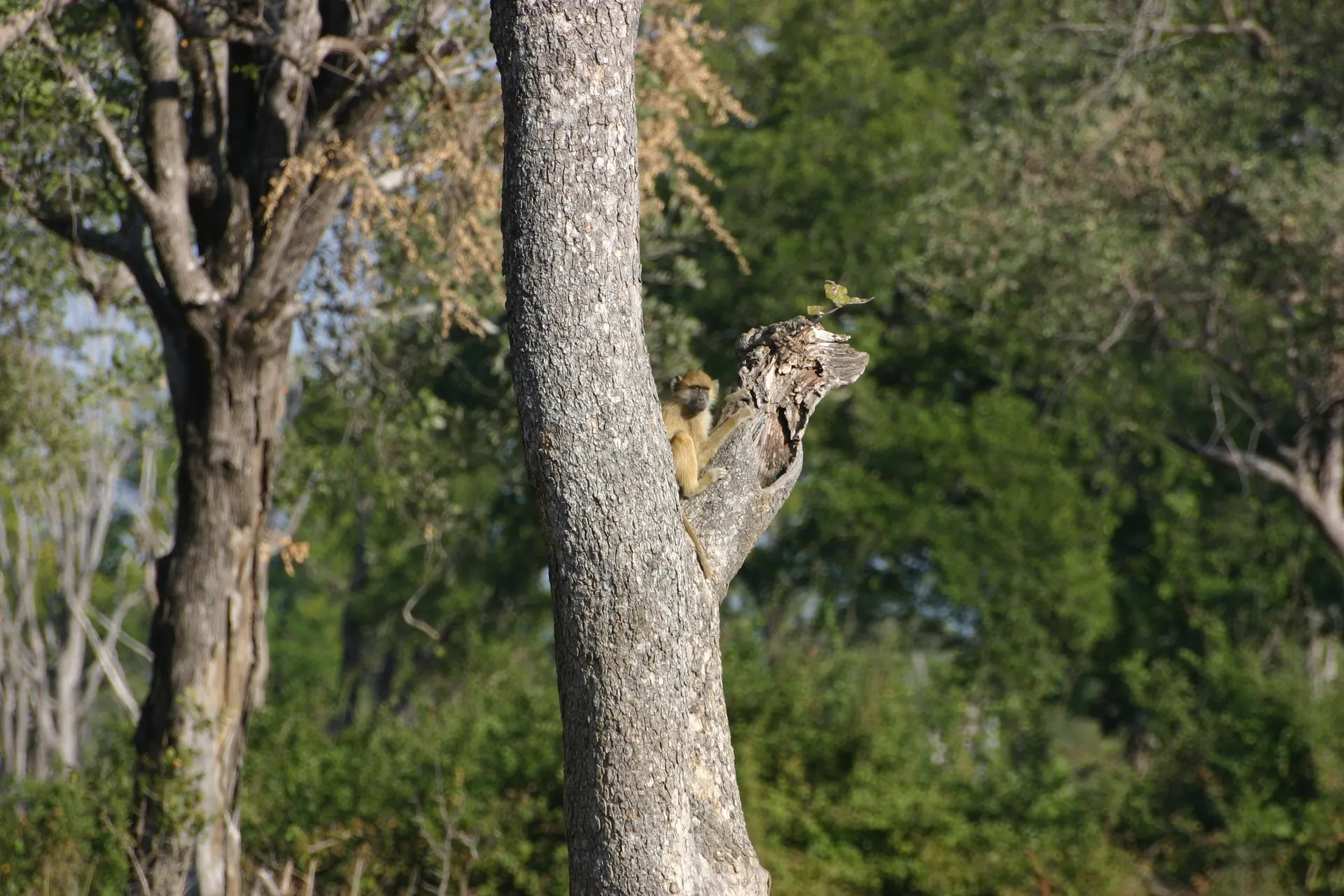 Jonge baviaan in de ochtendzon [South Luangwa]