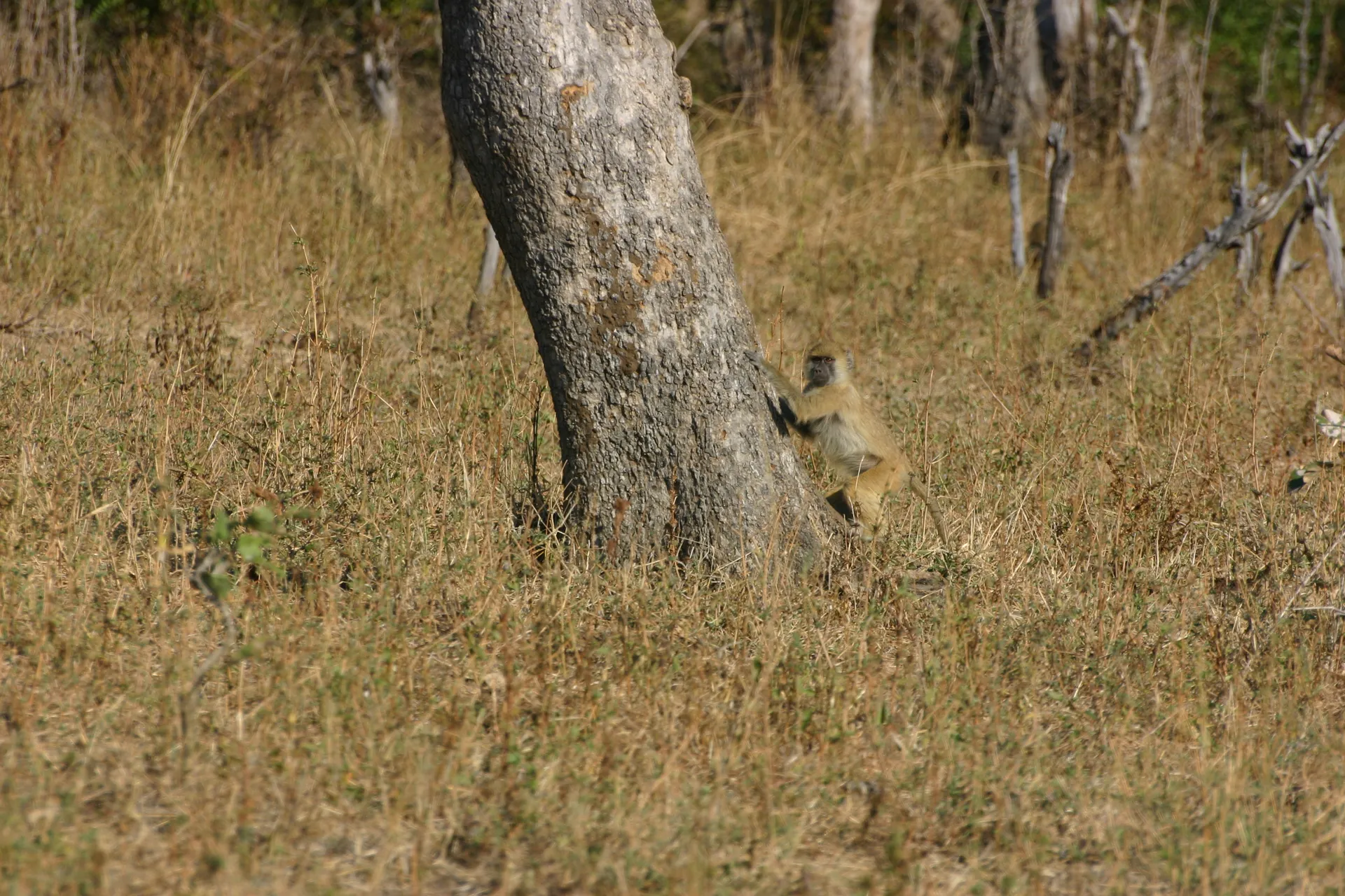 Bavianen voelen zich in bomen net zo thuis als op de grond [South Luangwa]