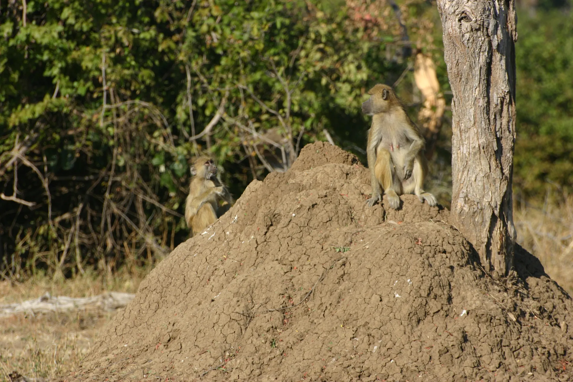 Een termietenheuvel is een goed uitzichtspunt voor dieren, zoals voor deze baviaan ... [South Luangwa]