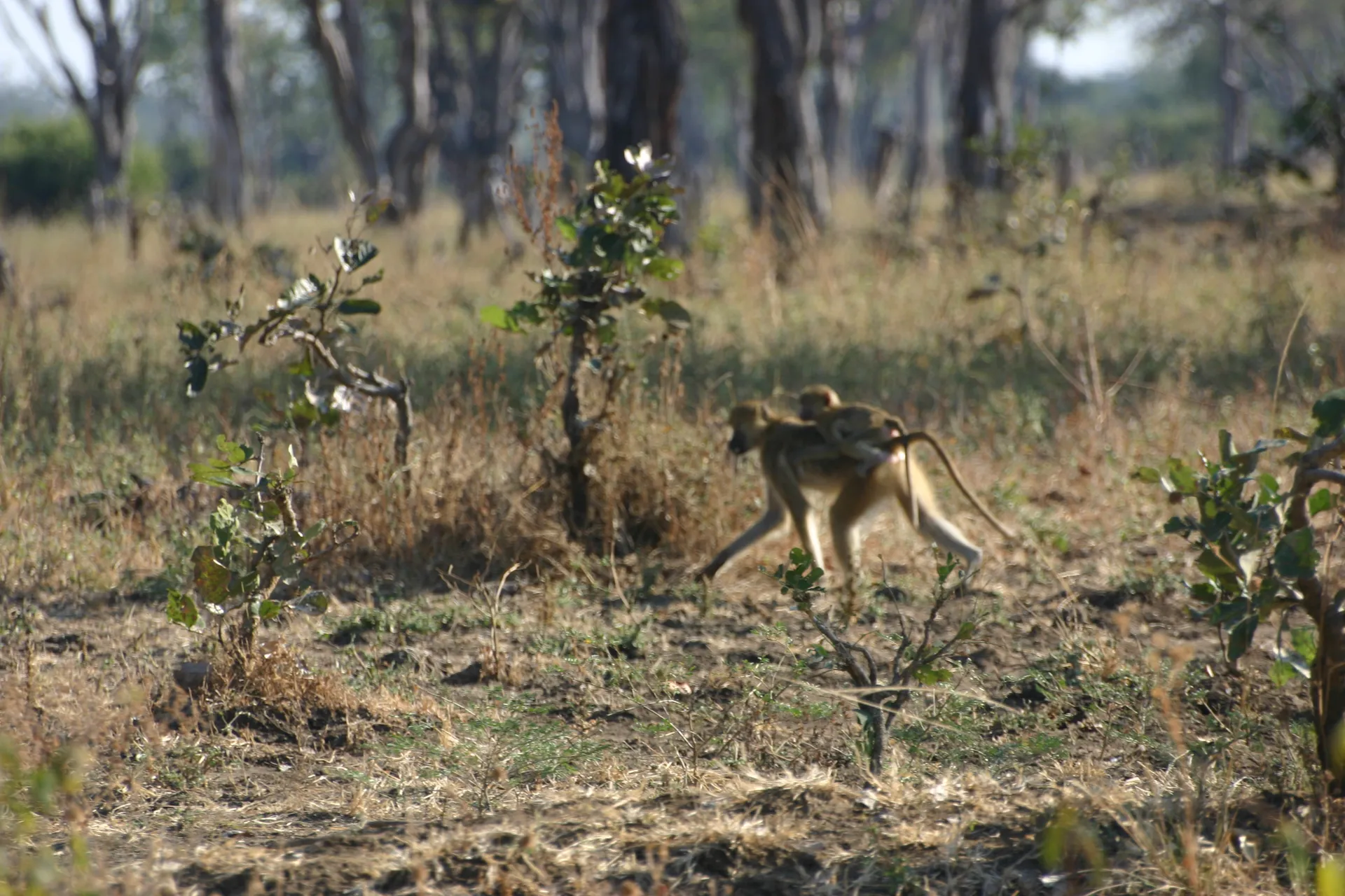 Deze vrouwtjes-baviaan holt met de troep mee door het bos, terwijl haar jong zich vastklemt op haar rug [South Luangwa]