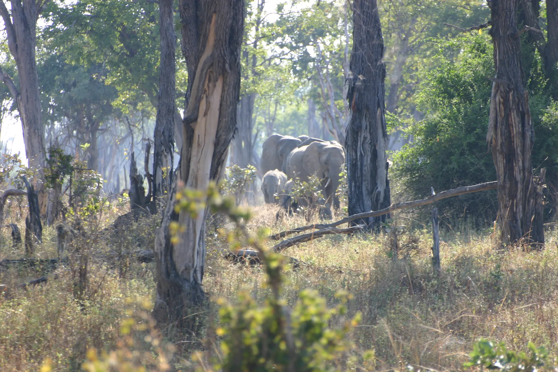 Groepje olifanten met jongen in het bos, gezien tijdens de wandelsafari [South Luangwa]