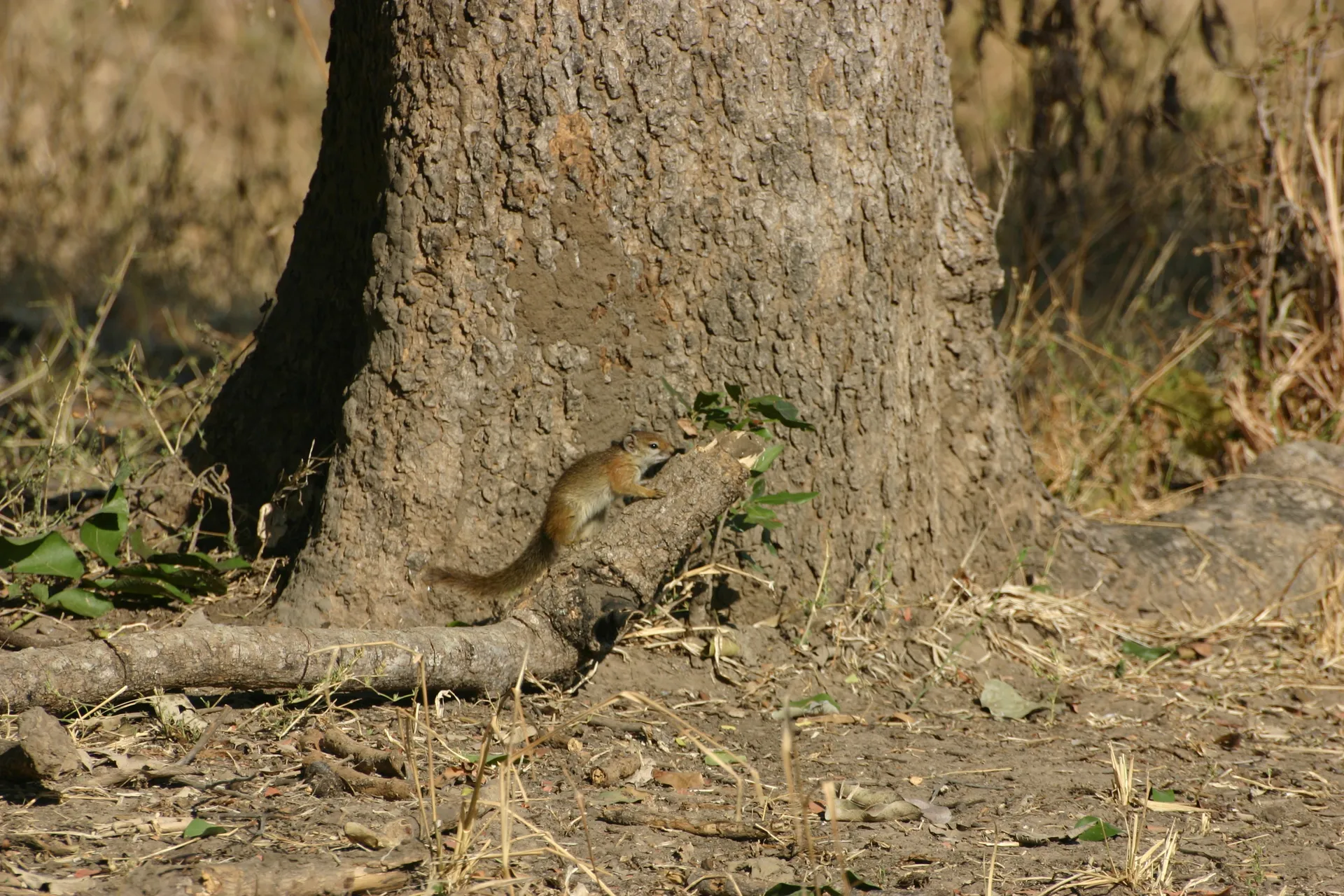 Eekhoorn aan de voet van een boom [South Luangwa]