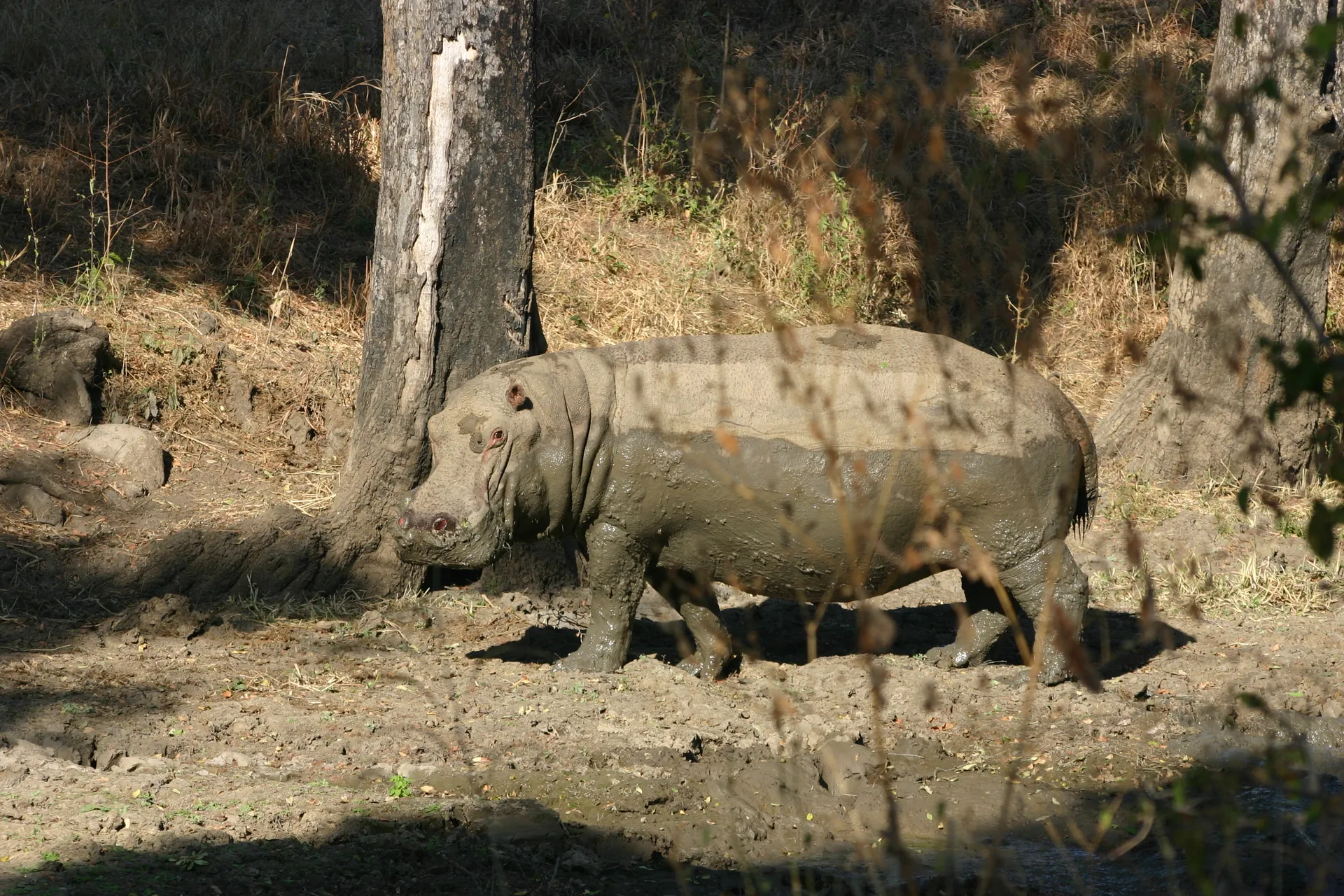 Betrapt na het modderbad [South Luangwa, Zambia]