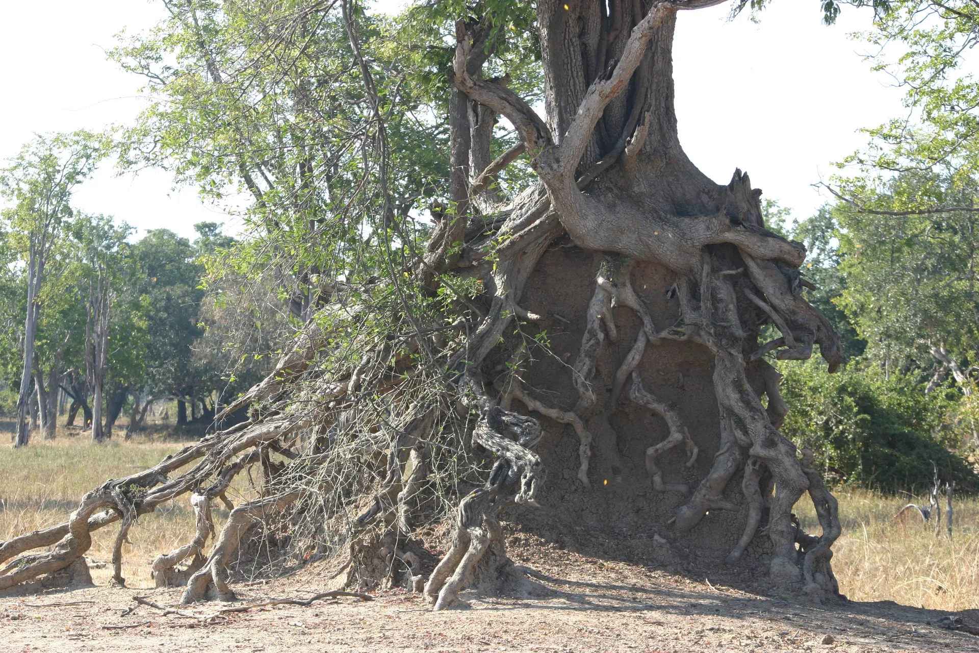 Soms groeit er een boom bovenop een termietennest [South Luangwa]