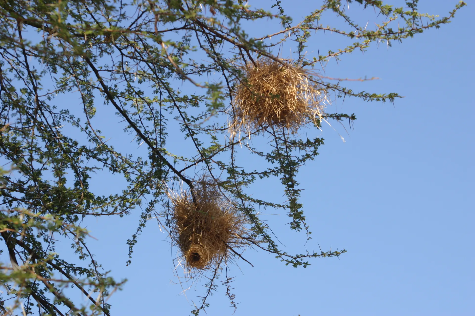 Nestjes van wevervogels [South Luangwa]