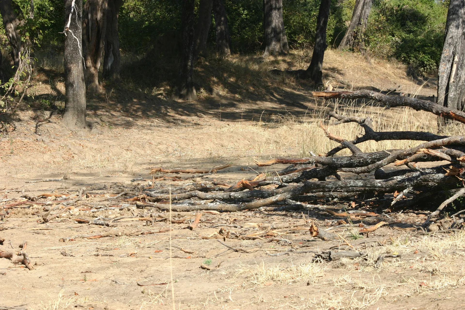 Schade door vraat van olifanten, na het vellen van het boompje eten ze alleen de toppen van de takken op [South Luangwa]