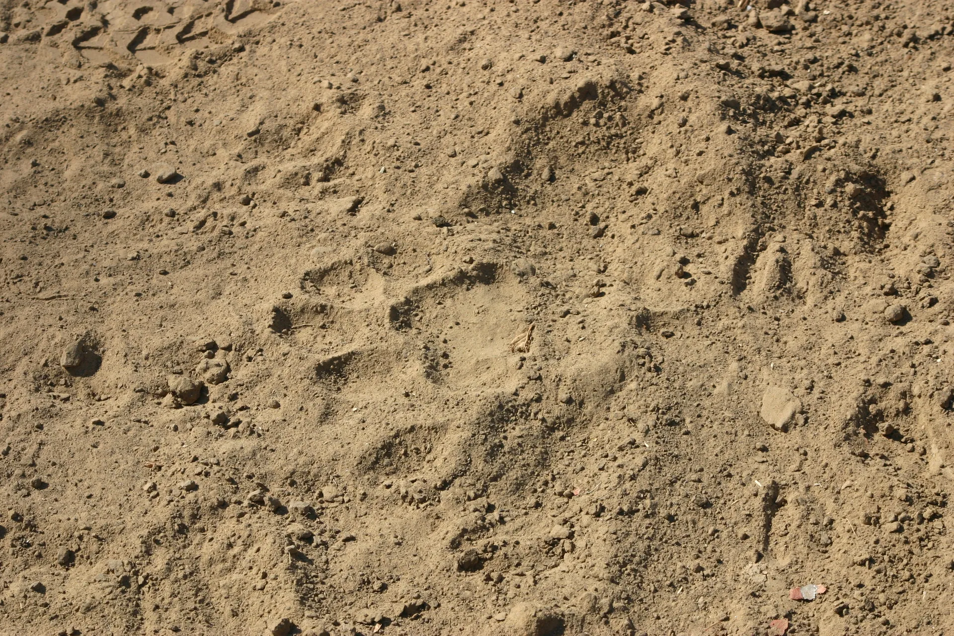 Verse pootafdrukken van een leeuw [South Luangwa]