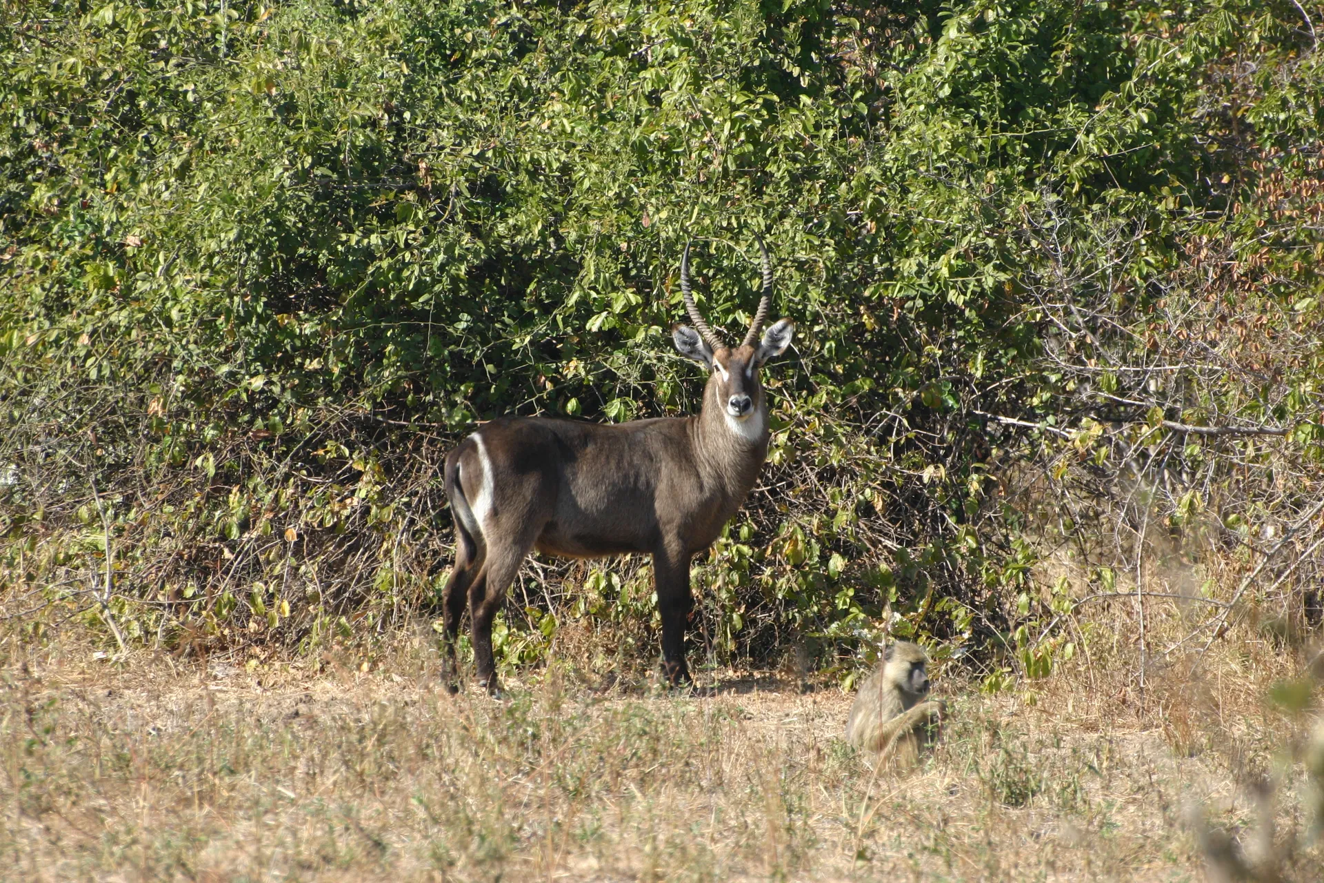 Waterbok, herkenbaar aan de cirkelvormige witte ring op het achterwerk [South Luangwa]
