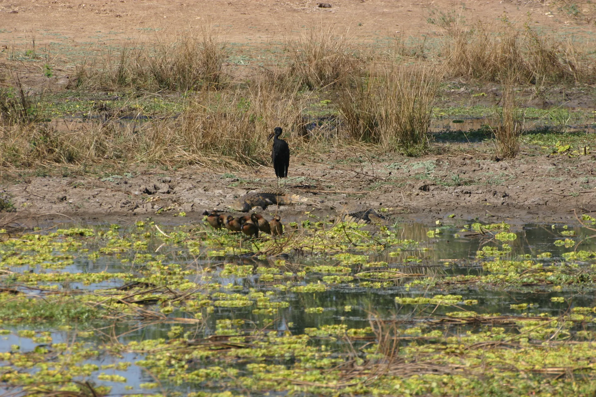 Afrikaanse gaper (Eng. Open-billed stork, <i>Anastomus lamelligerus</i>), met op de voorgrond een krokodil en wat eenden [South Luangwa]