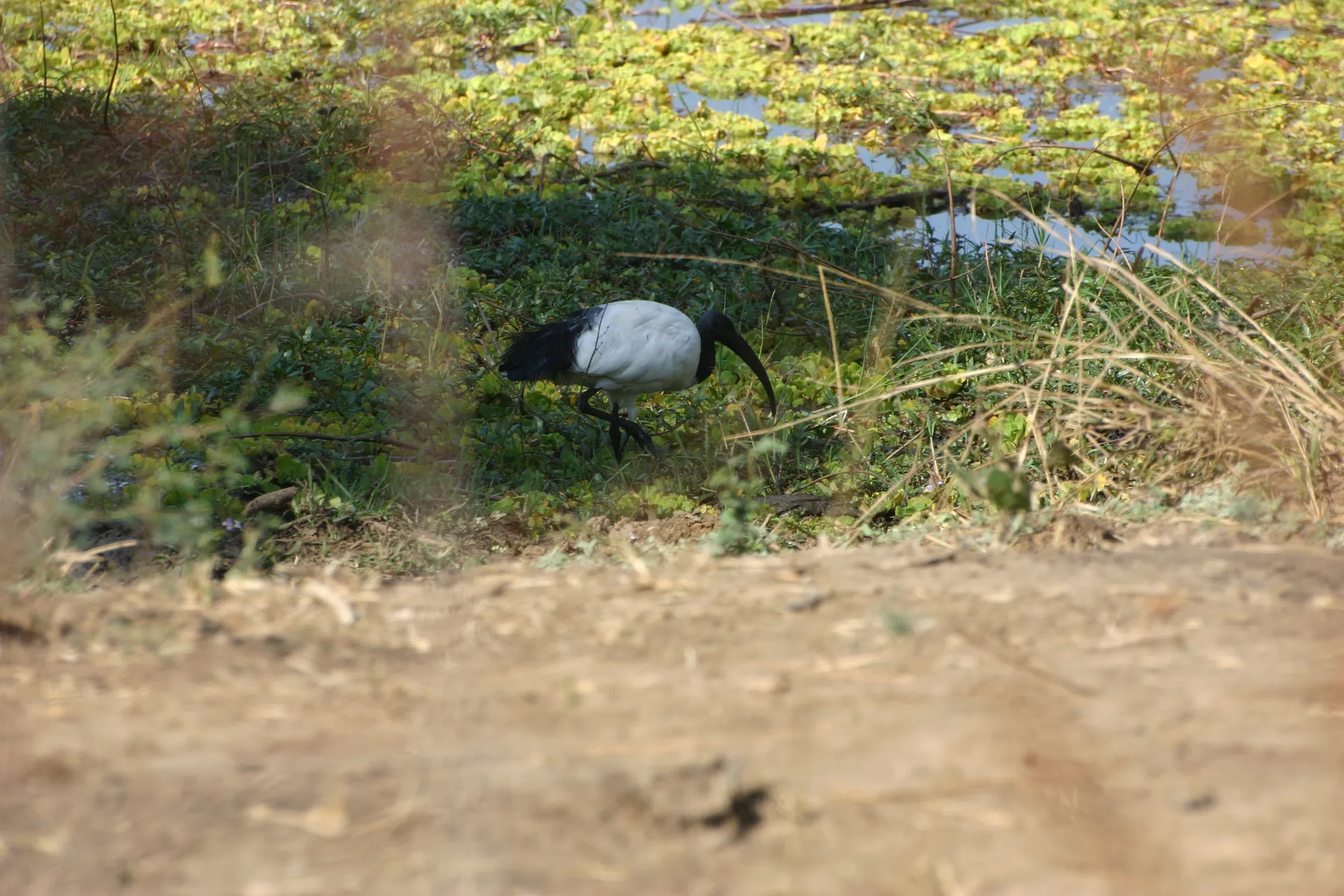Heilige ibis (Eng. Sacred ibis, <i>Threskiornis aethiopicus</i>) [South Luangwa]