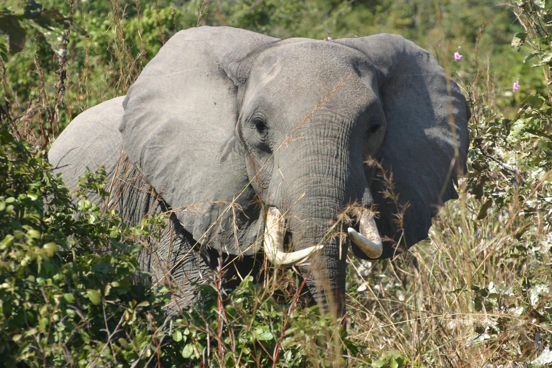 Boze vrouwtjes-olifant, door ons betrapt toen ze het pad overstak [South Luangwa]