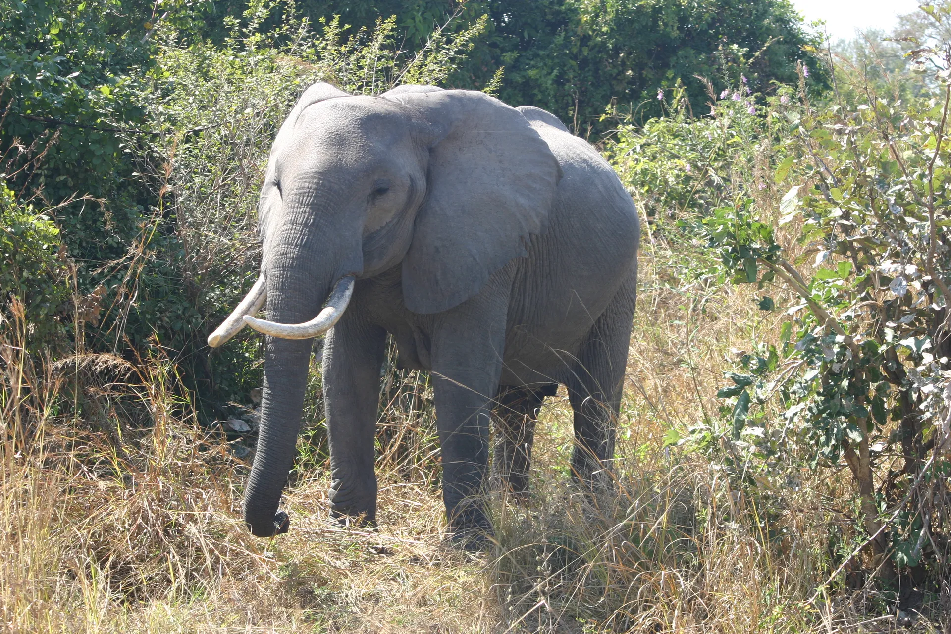 Enkele minuten later ziet de olifant er al wat minder dreigend uit [South Luangwa]