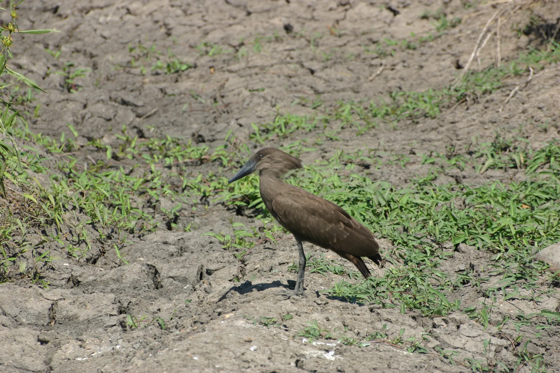 Hamerkop (Eng. Hamerkop, <i>Scopus umbretta</i>) [South Luangwa]