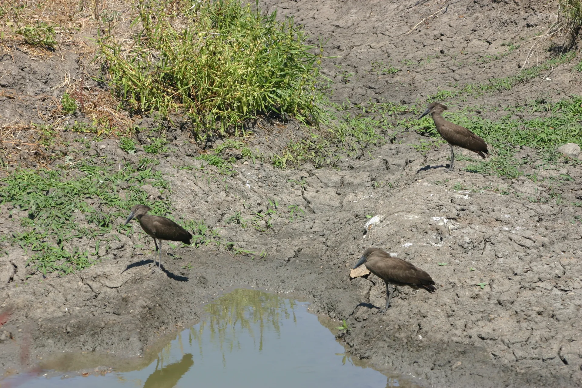 Een drietal hamerkop-vogels bij een waterplasje [South Luangwa]