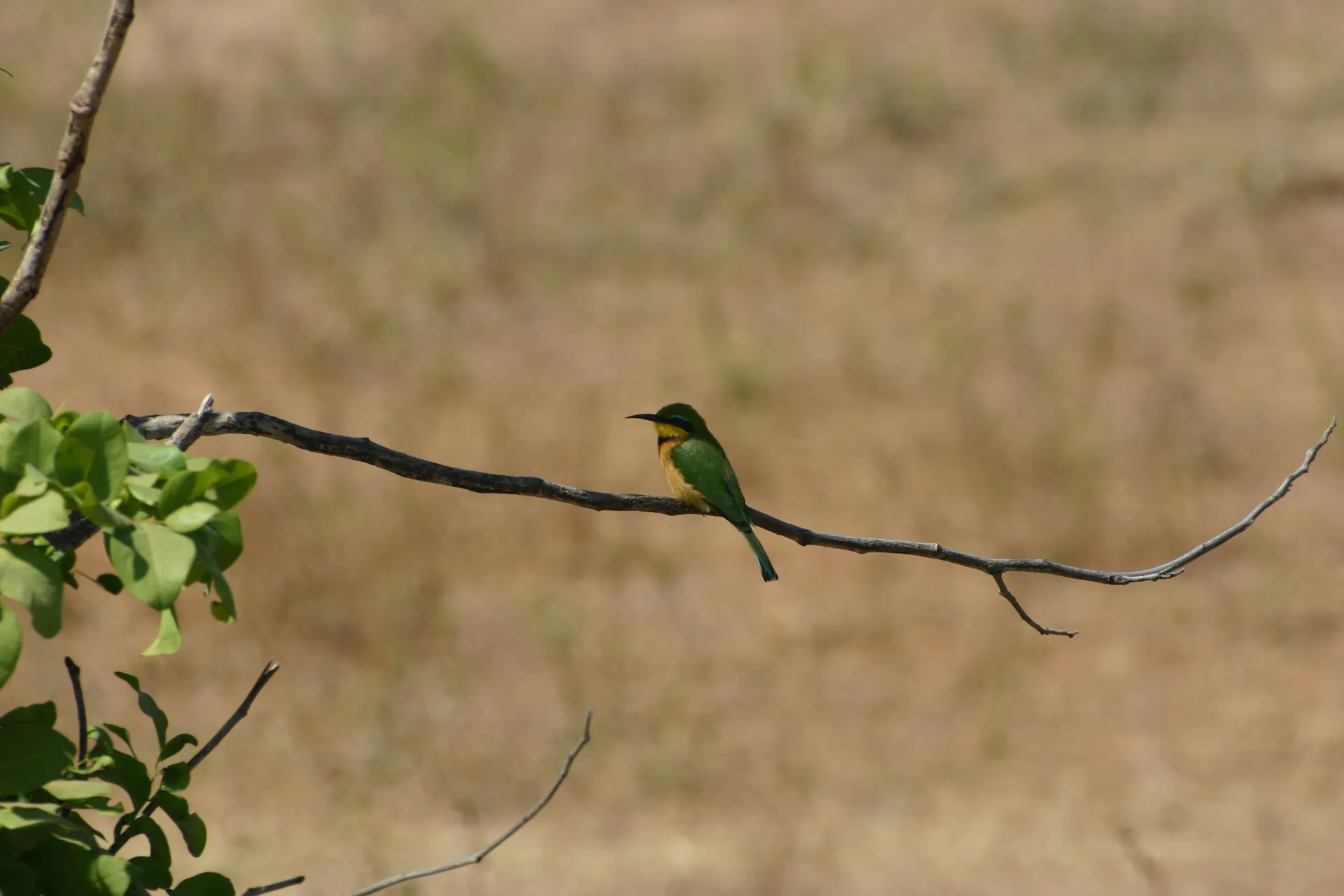 Dwergbijeneter (Merops pusillus) [South Luangwa, Zambia]