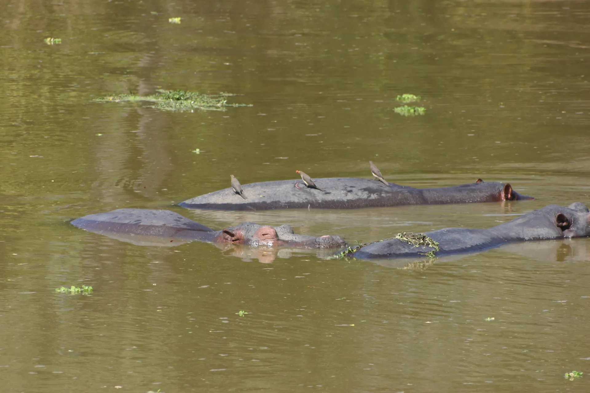 Roodsnavelossepikkers op de rug van een nijlpaard [South Luangwa]