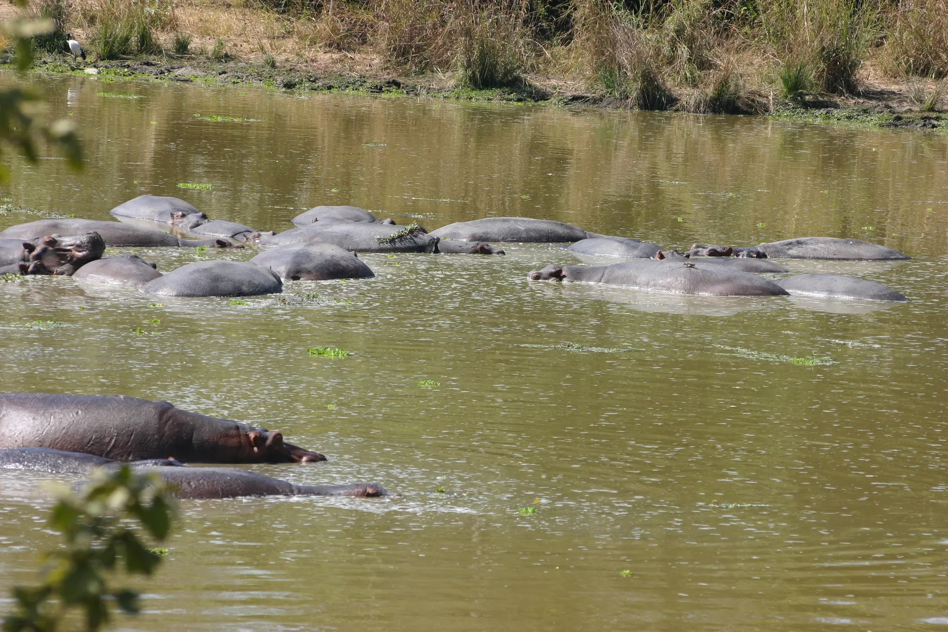 In alle waterplasjes liggen groepjes luierende nijlpaarden [South Luangwa]