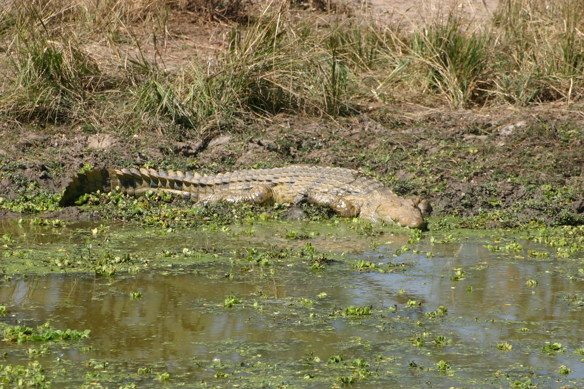 Aan de oevers van de poeltjes liggen meterslange nijlkrokodillen [South Luangwa]