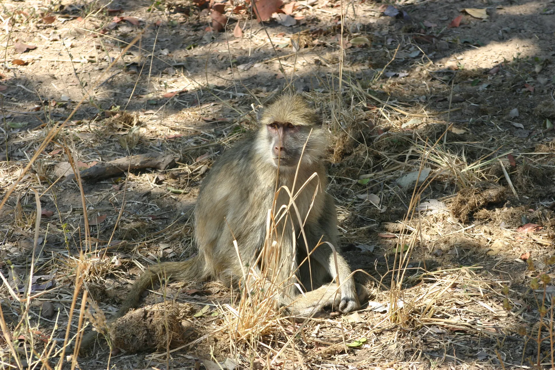 Baviaan [South Luangwa]