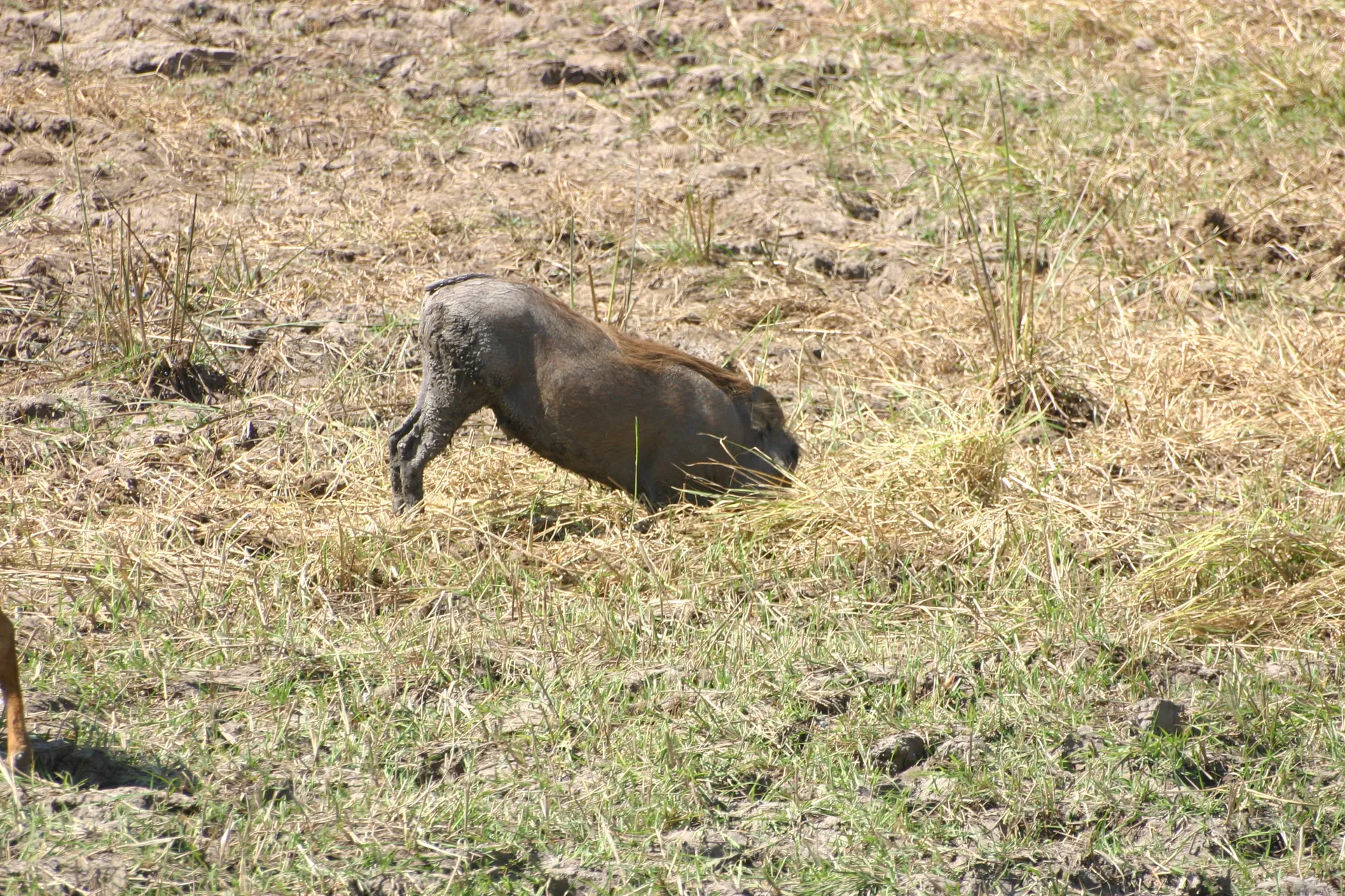 Bij het wroeten kan het wrattenzwijn de grond flink openhalen [South Luangwa]