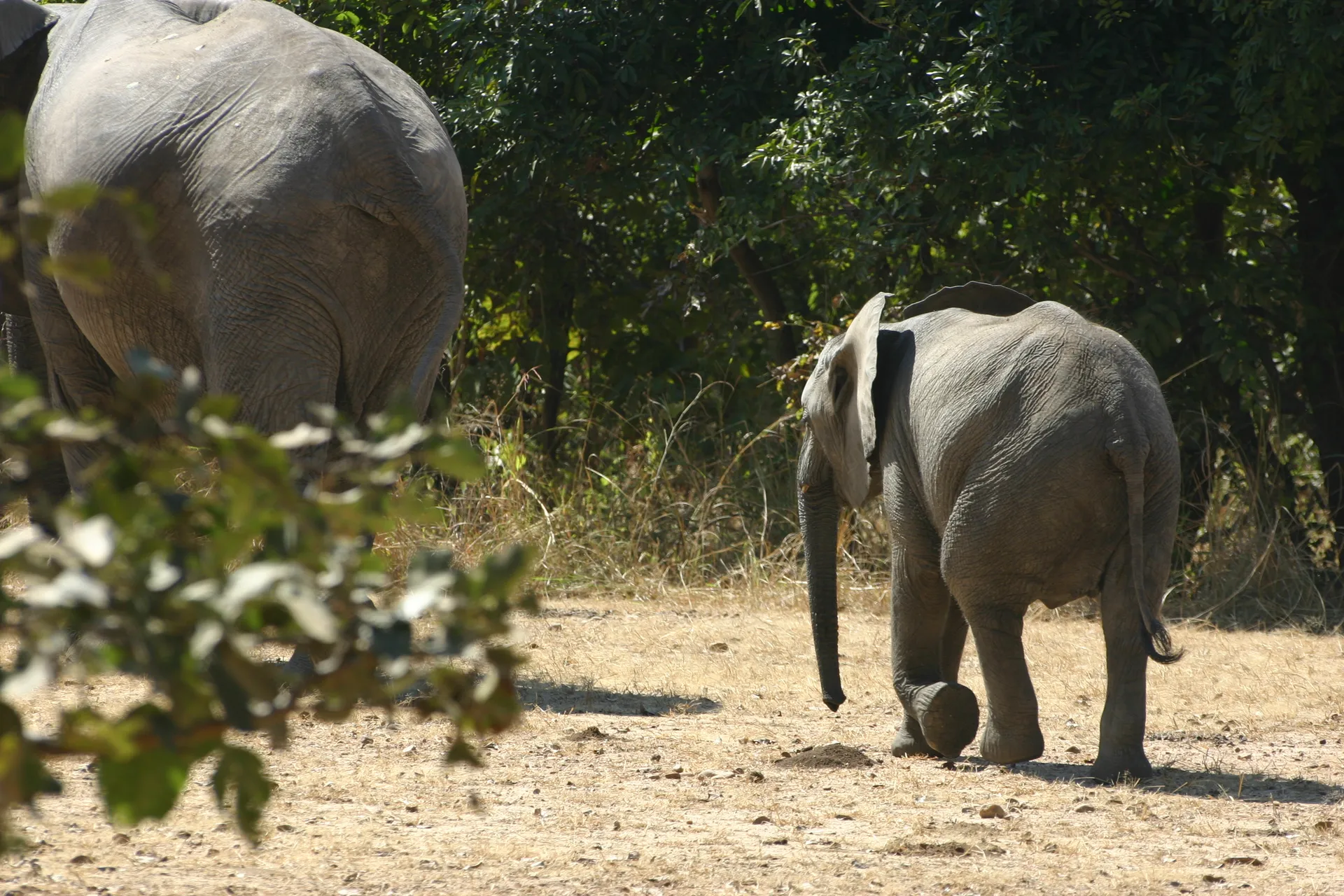 Gedwee sjokt het kleintje achter moe aan ... [South Luangwa]