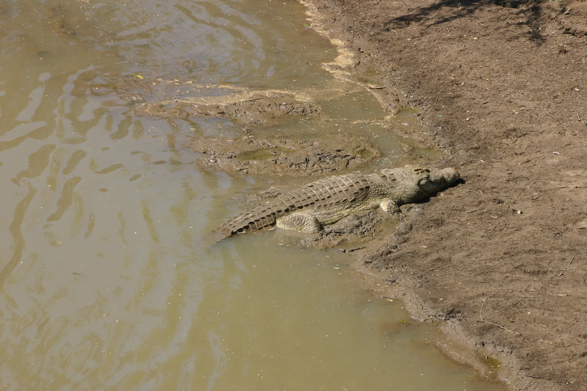 Krokodil [South Luangwa, Zambia]