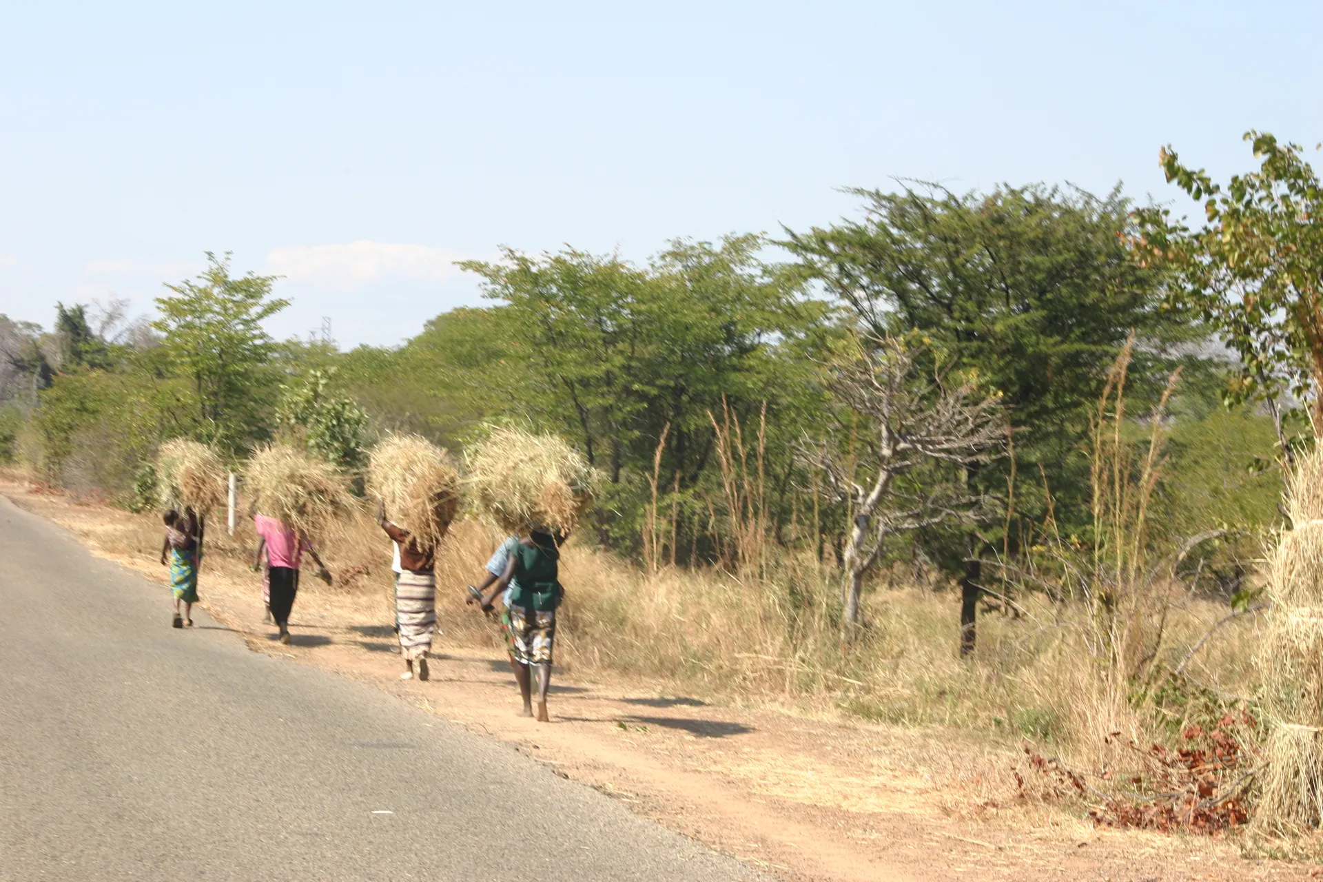 Vrouwen met bundels riet op de weg terug naar het dorp [nabij South Luangwa]