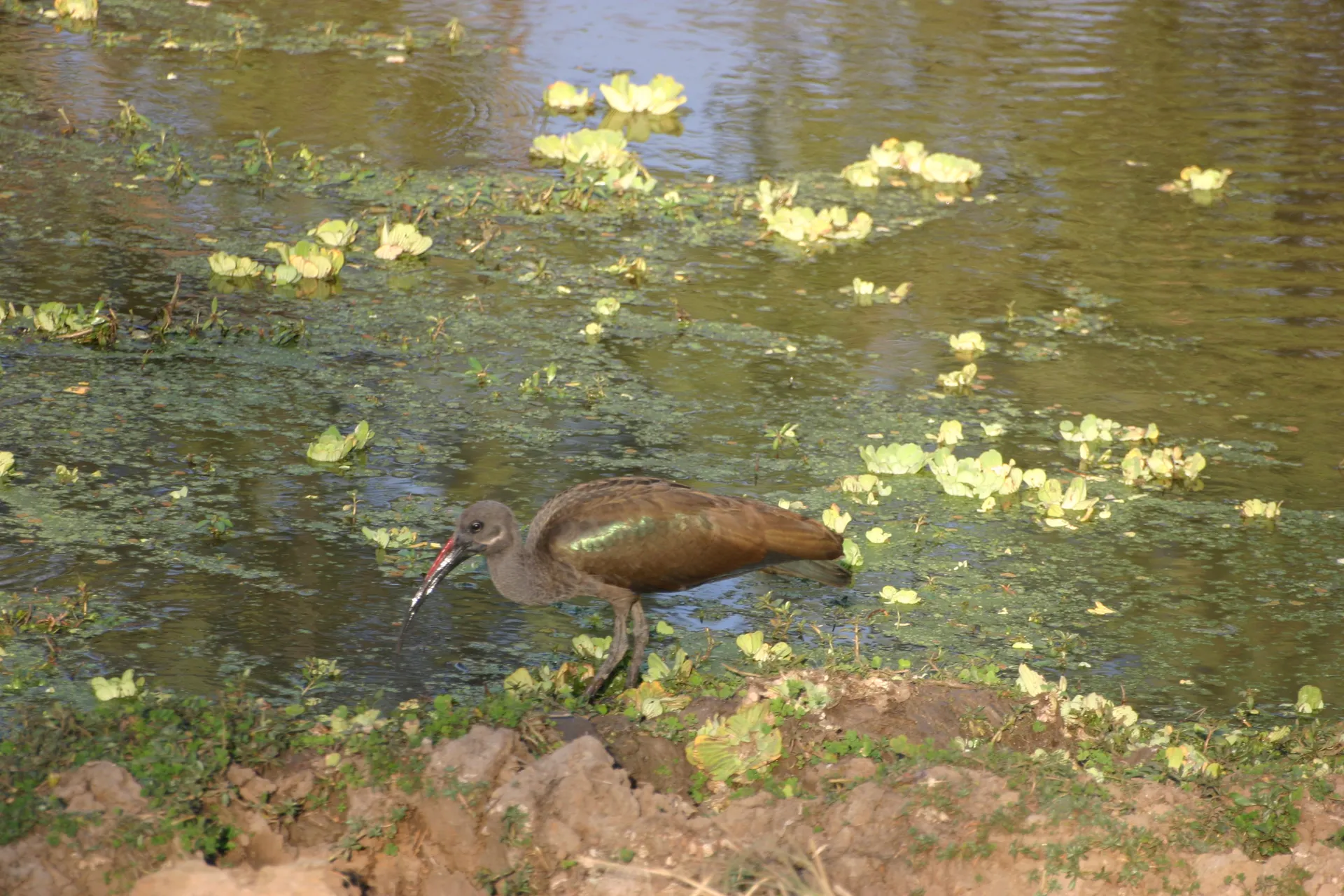 Hadada ibis (Eng. Hadada ibis, <i>Bostrychia hagedash</i>) [South Luangwa]