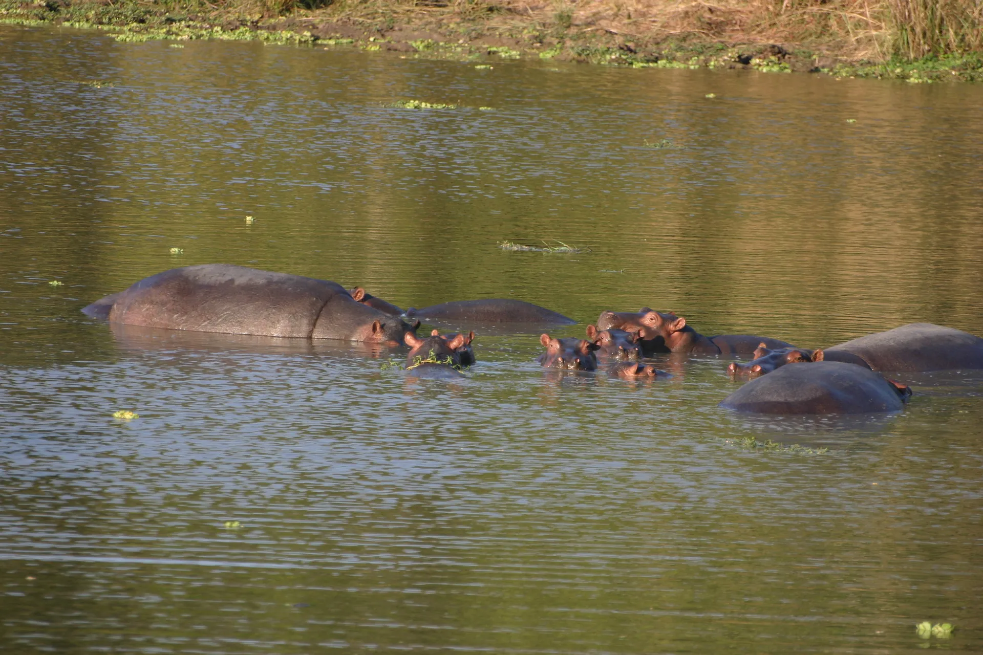 Overdag liggen nijlpaarden in groepjes lui in het water [South Luangwa, Zambia]