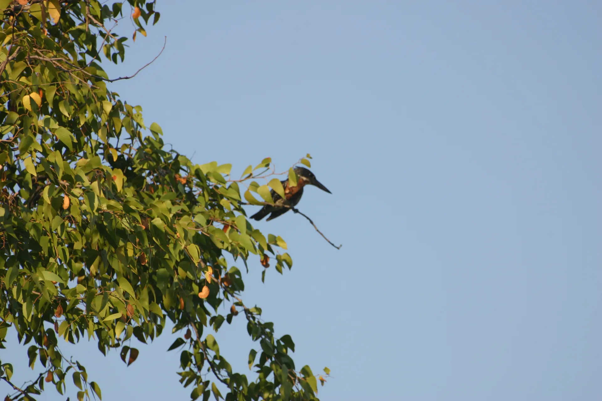 Afrikaanse reuzenijsvogel (Eng. Giant kingfisher, <i>Ceryle maxima</i>) [South Luangwa]