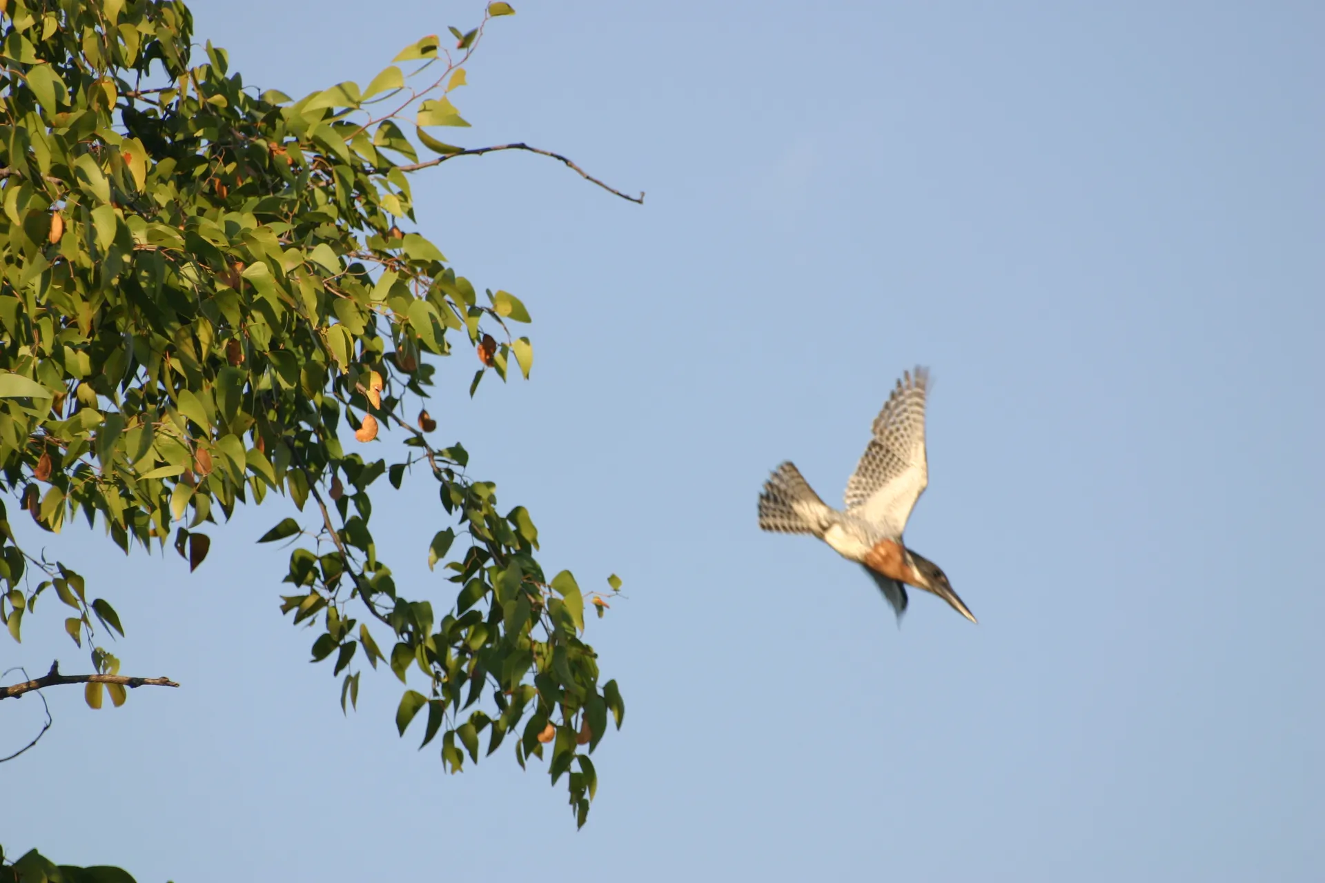 De reuzenijsvogel onderneemt een duikvlucht naar zijn prooi in het water [South Luangwa]