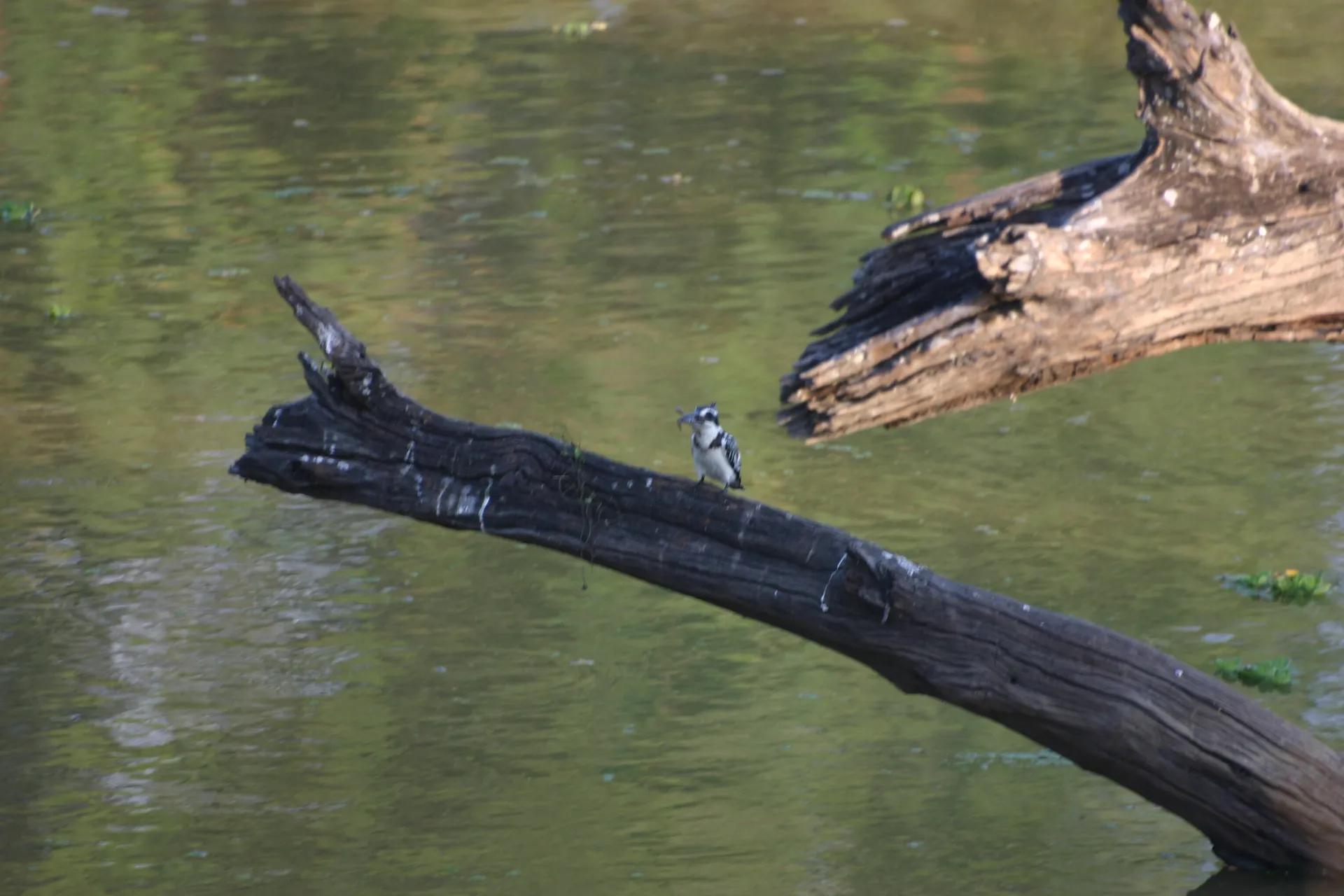 Bonte ijsvogel (Eng. Pied kingfisher, <i>Ceryle rudis</i>) bezig met het doodslaan van zijn prooi [South Luangwa]