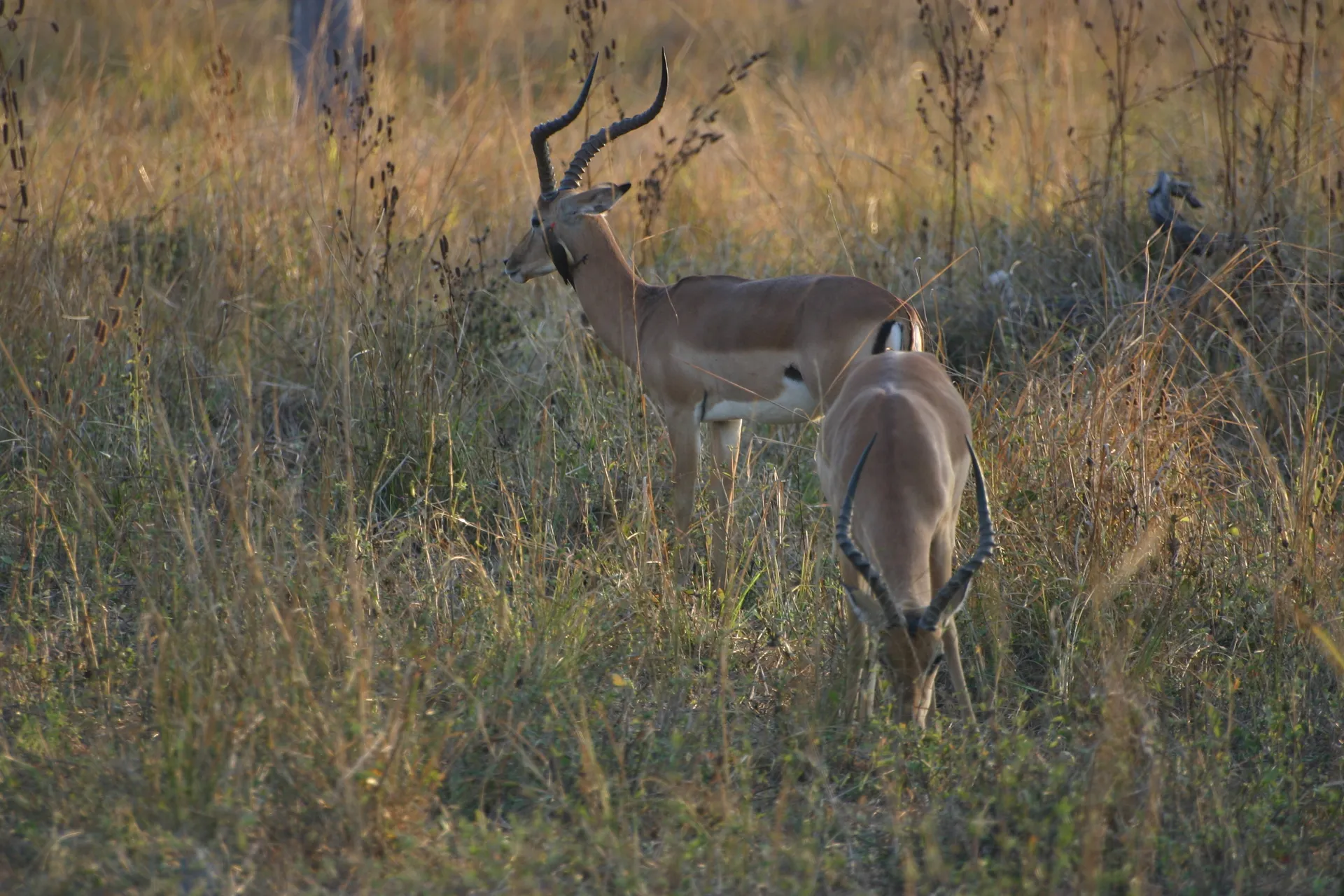 Ossepikkers helpen ook impala´s hun vacht vrij te houden van insecten [South Luangwa]