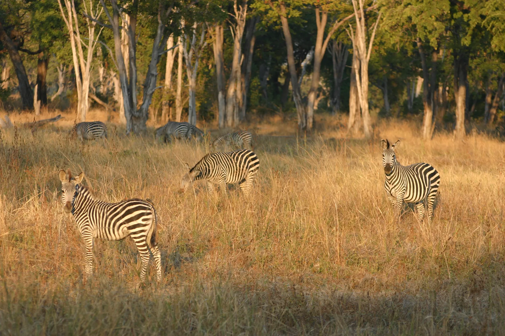 Groepje grazende zebra´s, bij het vallen van de avond [South Luangwa]