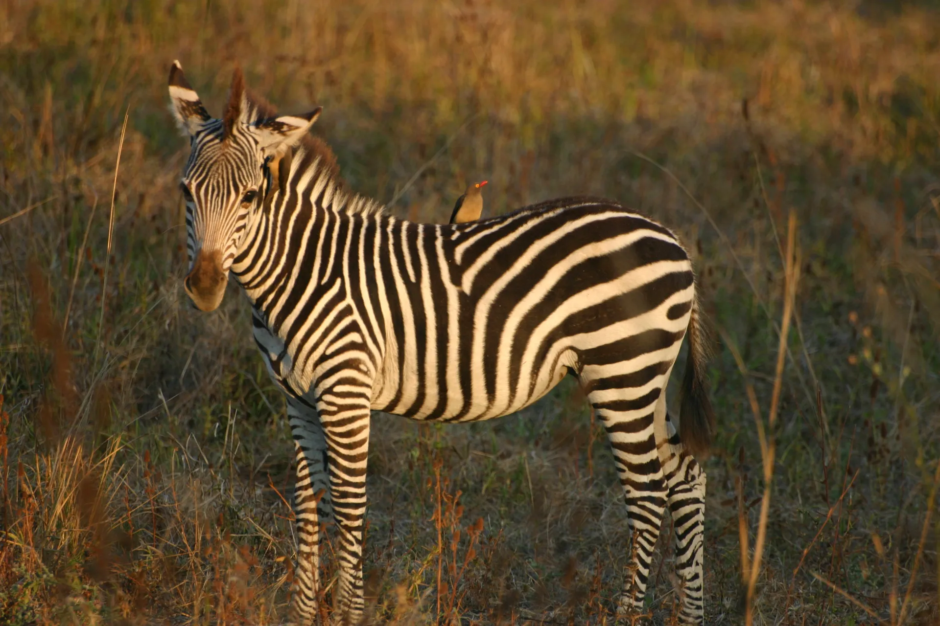 Jonge zebra met ossepikkers op rug en kop [South Luangwa]