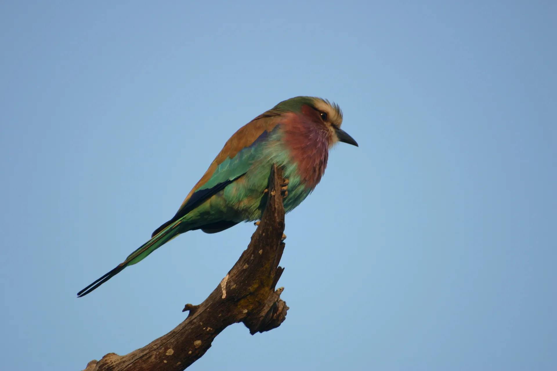 Lilac-breasted roller (Coracias caudata) [South Luangwa, Zambia]