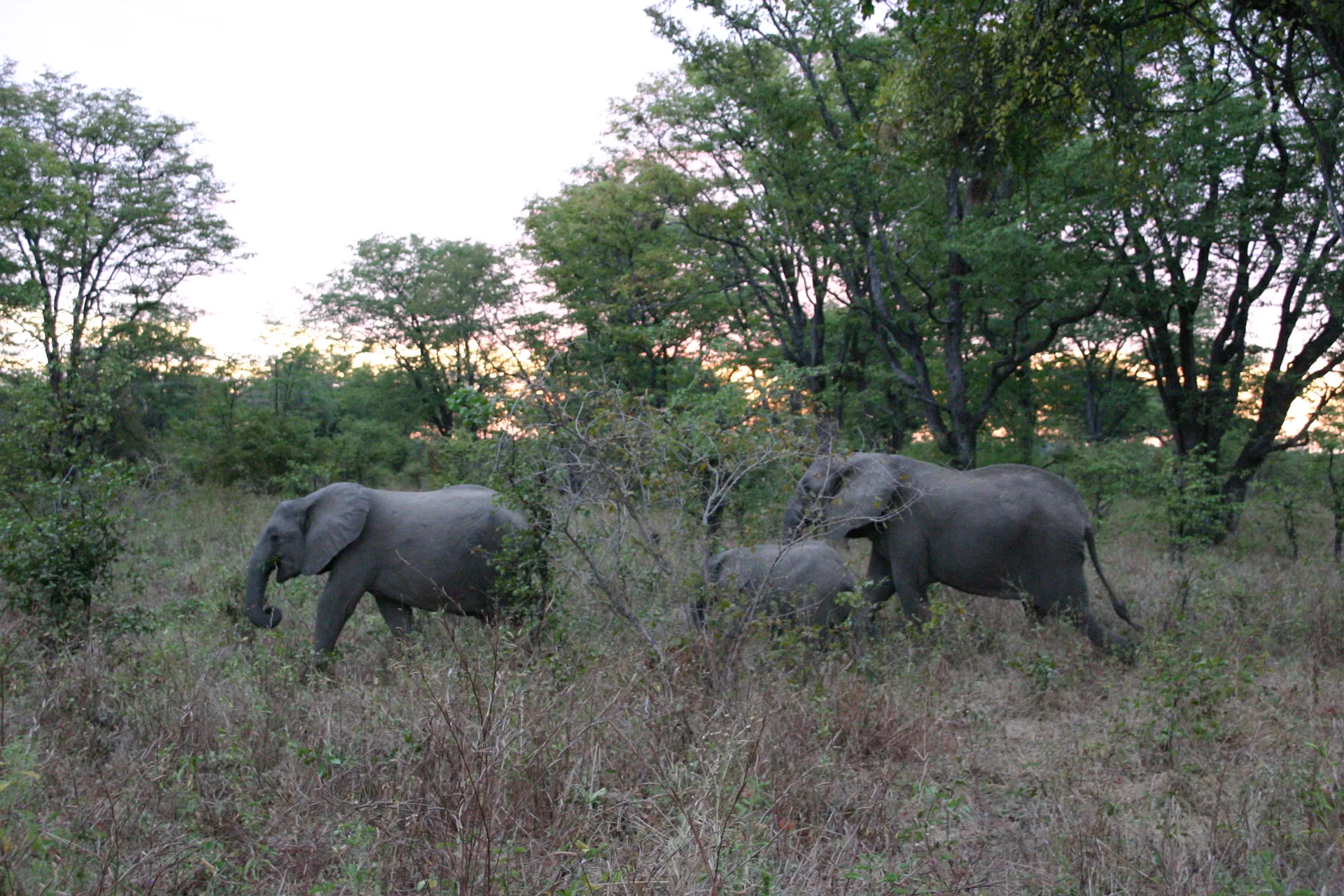 Het is nog maar net dag geworden als deze olifanten van hun nachtelijke strooptocht terugkeren naar het nationale park [South Luangwa]