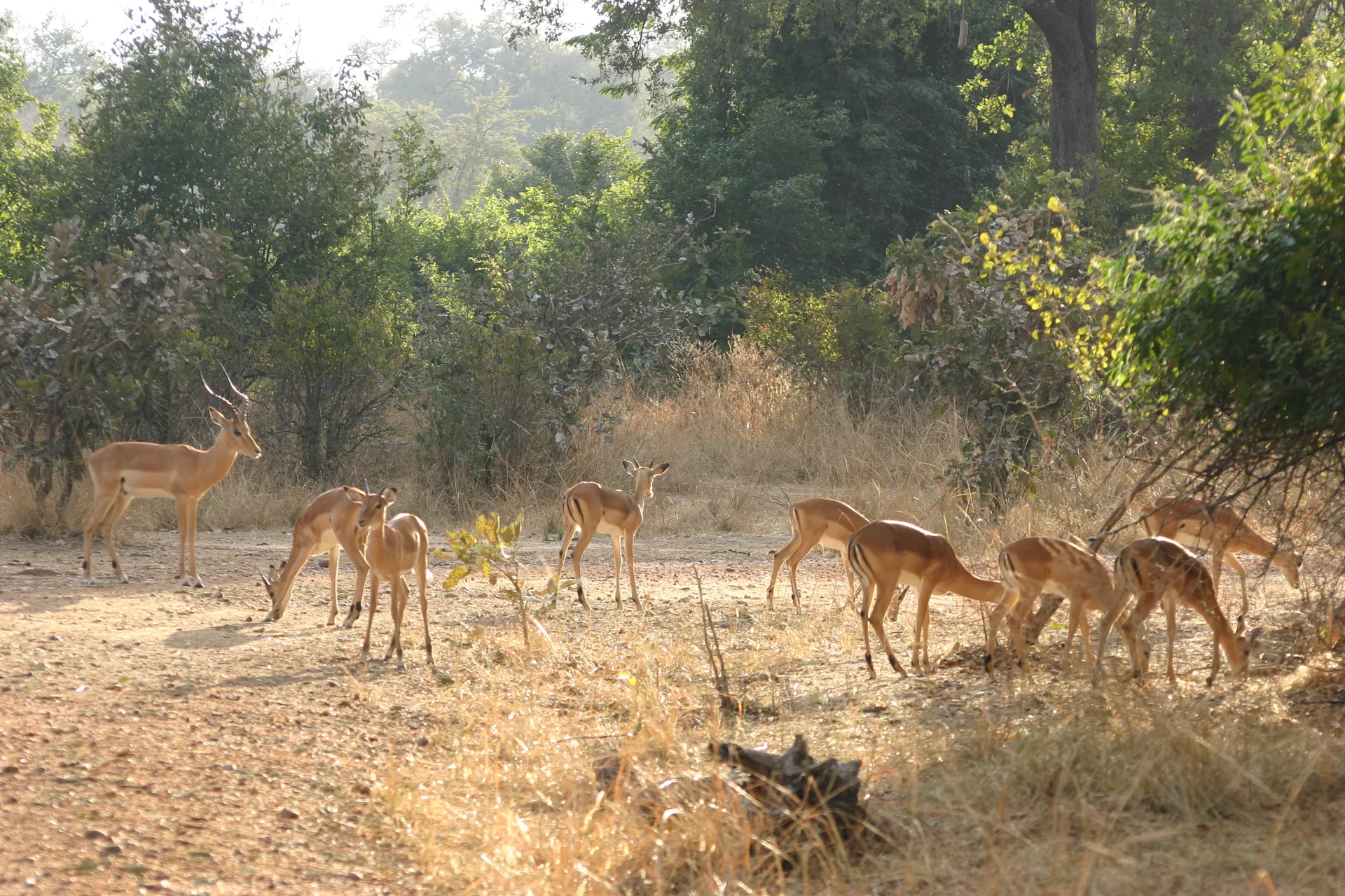 Groepje impala\’s in het ochtendlicht [South Luangwa, Zambia]