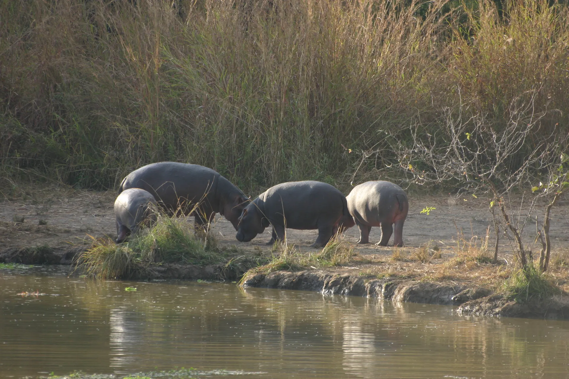 Soms tref je nijlpaarden overdag op het land aan [South Luangwa]