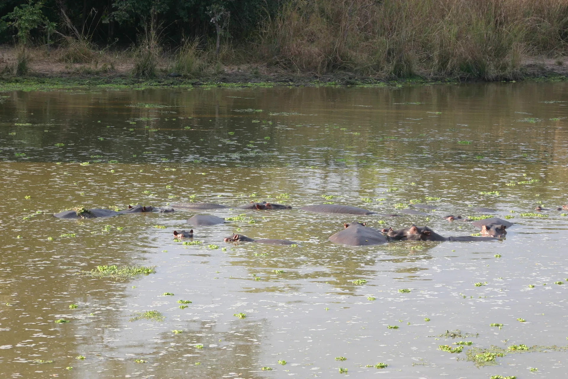 Overdag liggen nijlpaarden in groepjes lui in het water [South Luangwa]