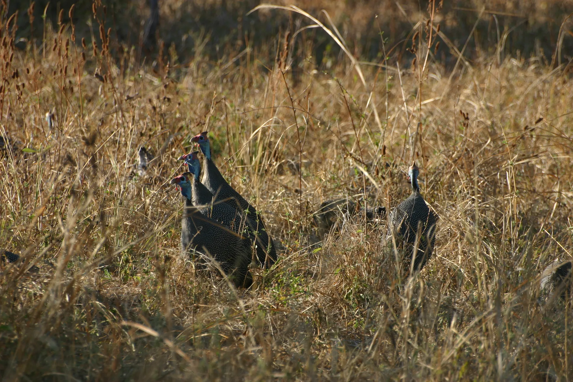 Drie helmparelhoenders strekken tegelijk hun nek als ze onraad vermoeden [South Luangwa]